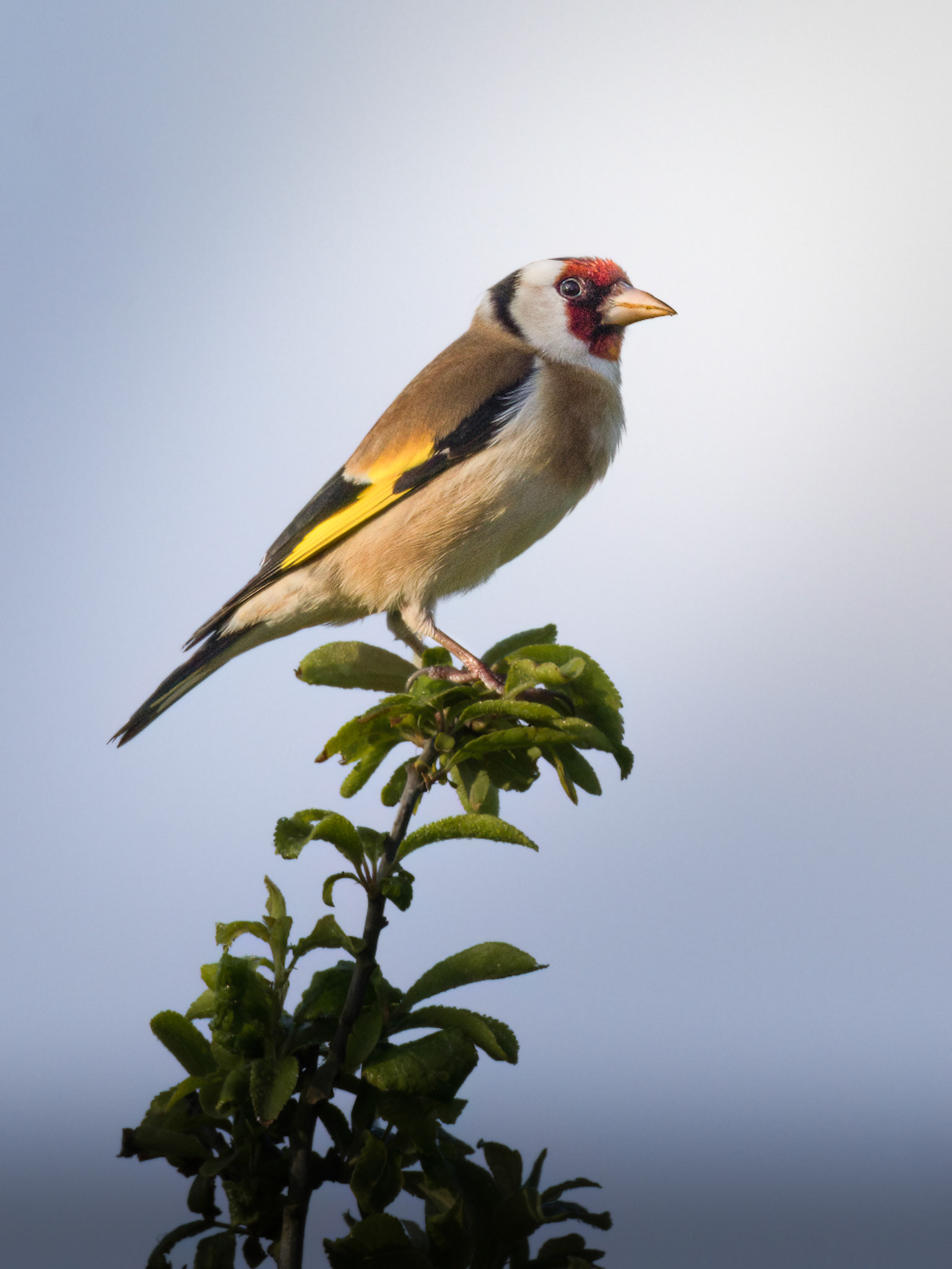 Goldfinch