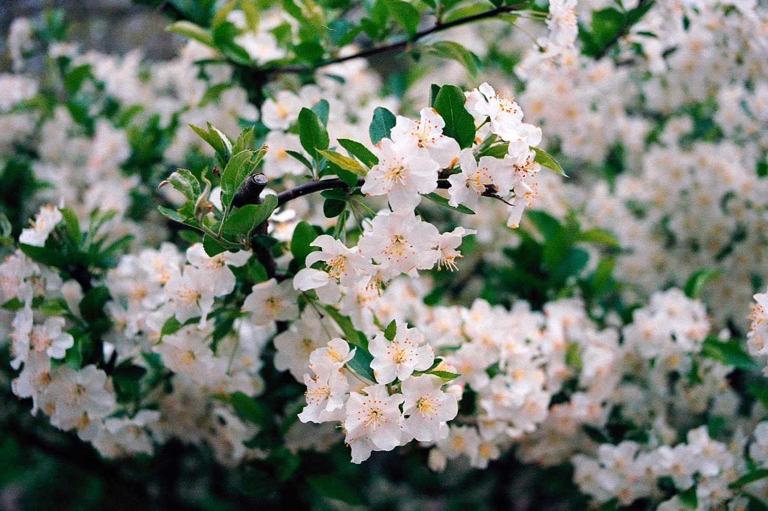 Contax RTS - Lomo Color Negative 800