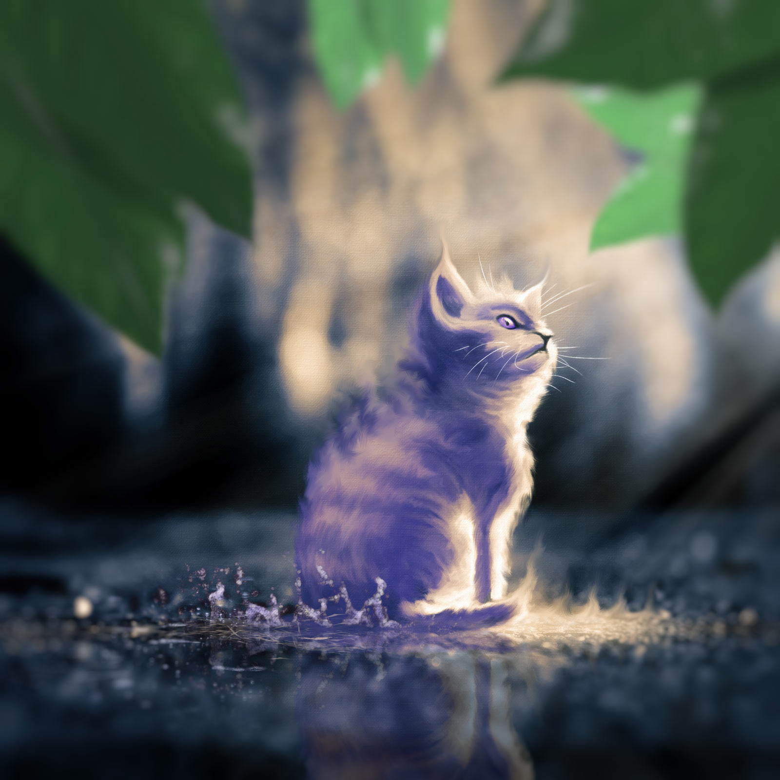 The cat
