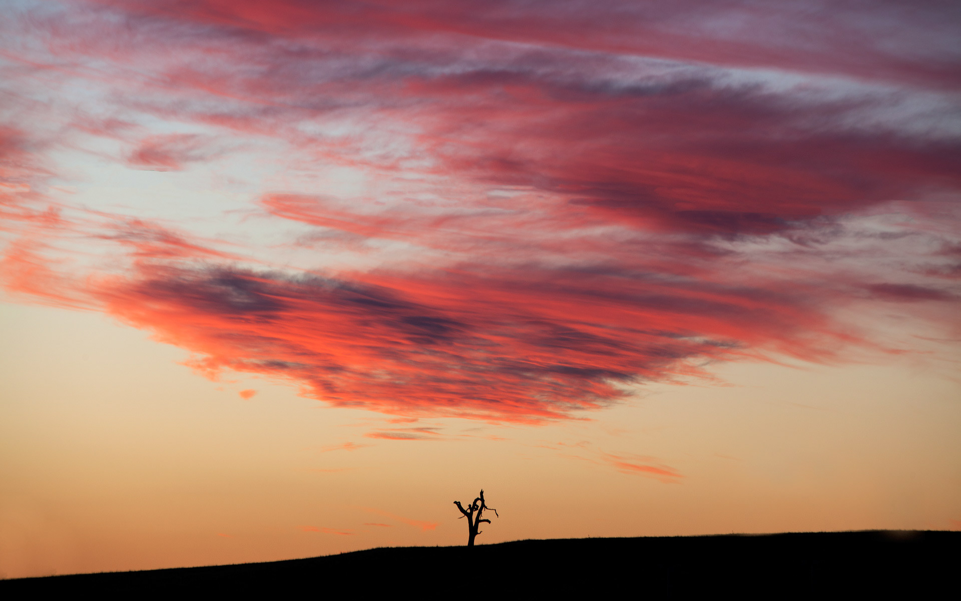 Snow Gum Sunset
