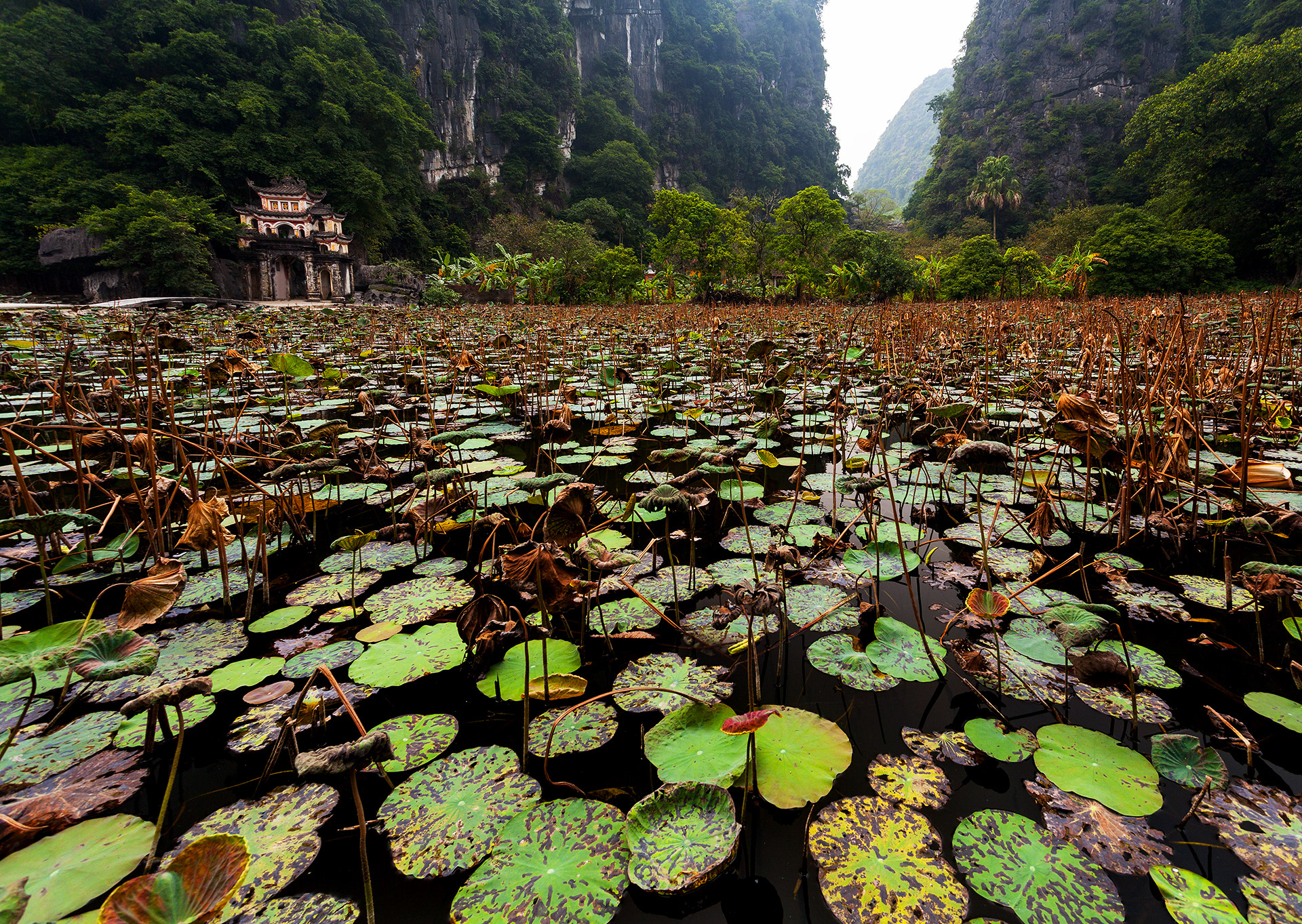 Tam Coc - Lilypads at Bich Dong temple