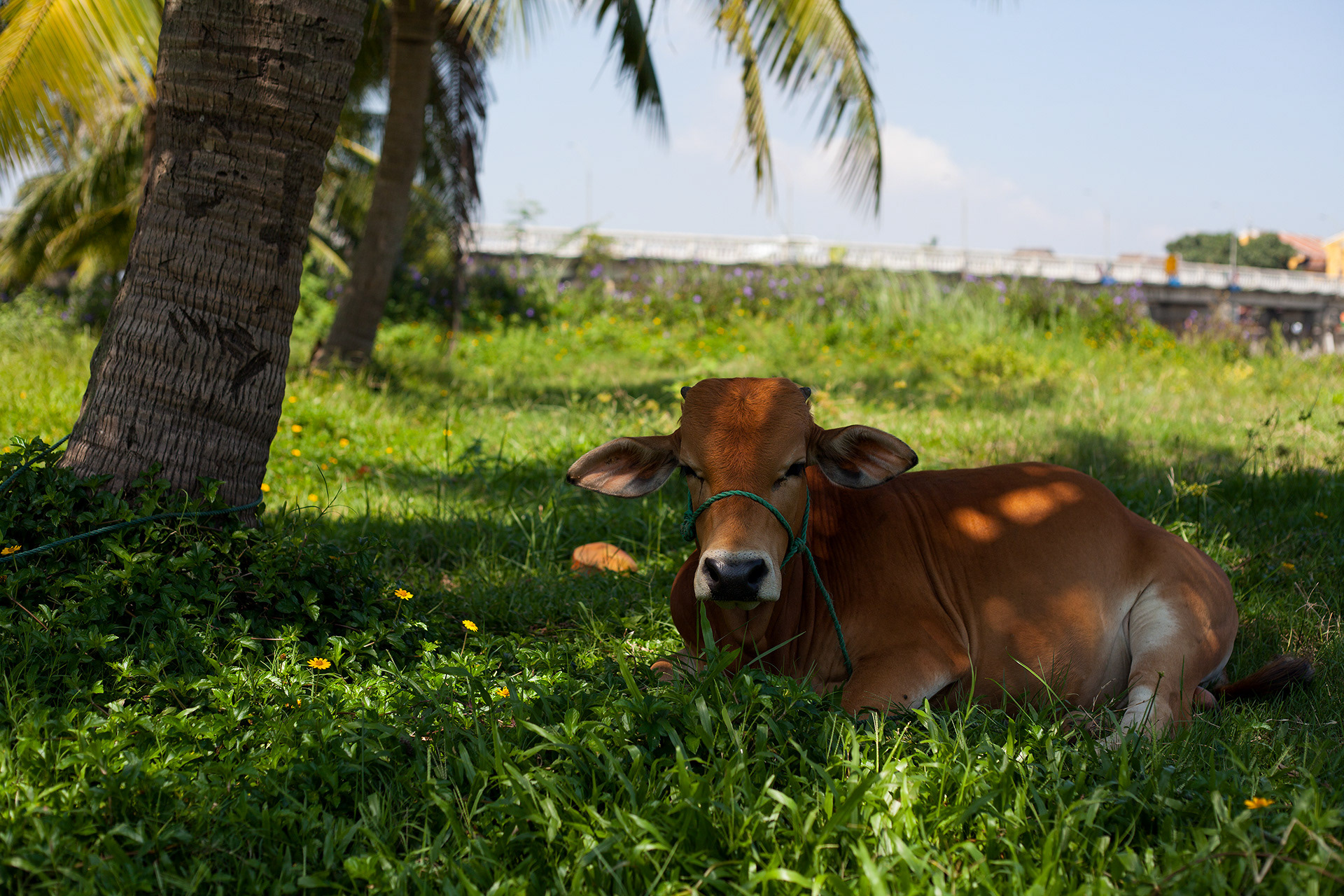 Hoi An cattle