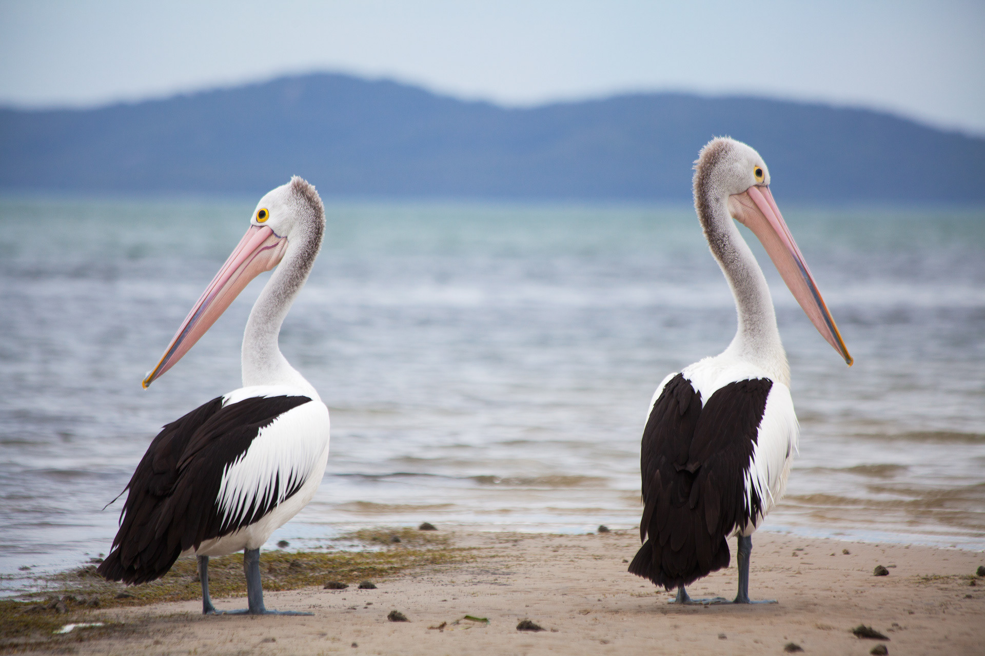 Tanilba Bay Pelicans