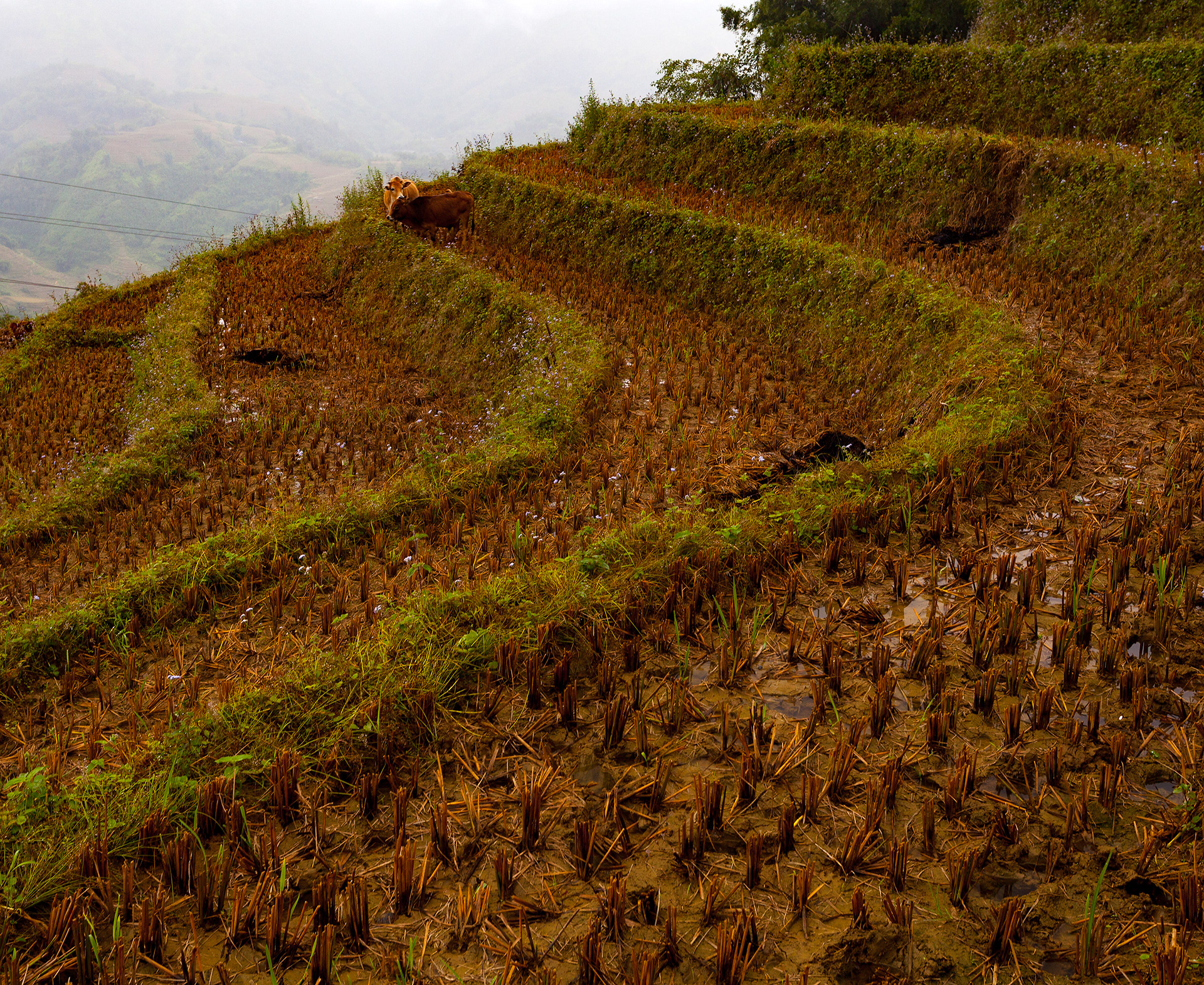 Sa Pa - after the harvest
