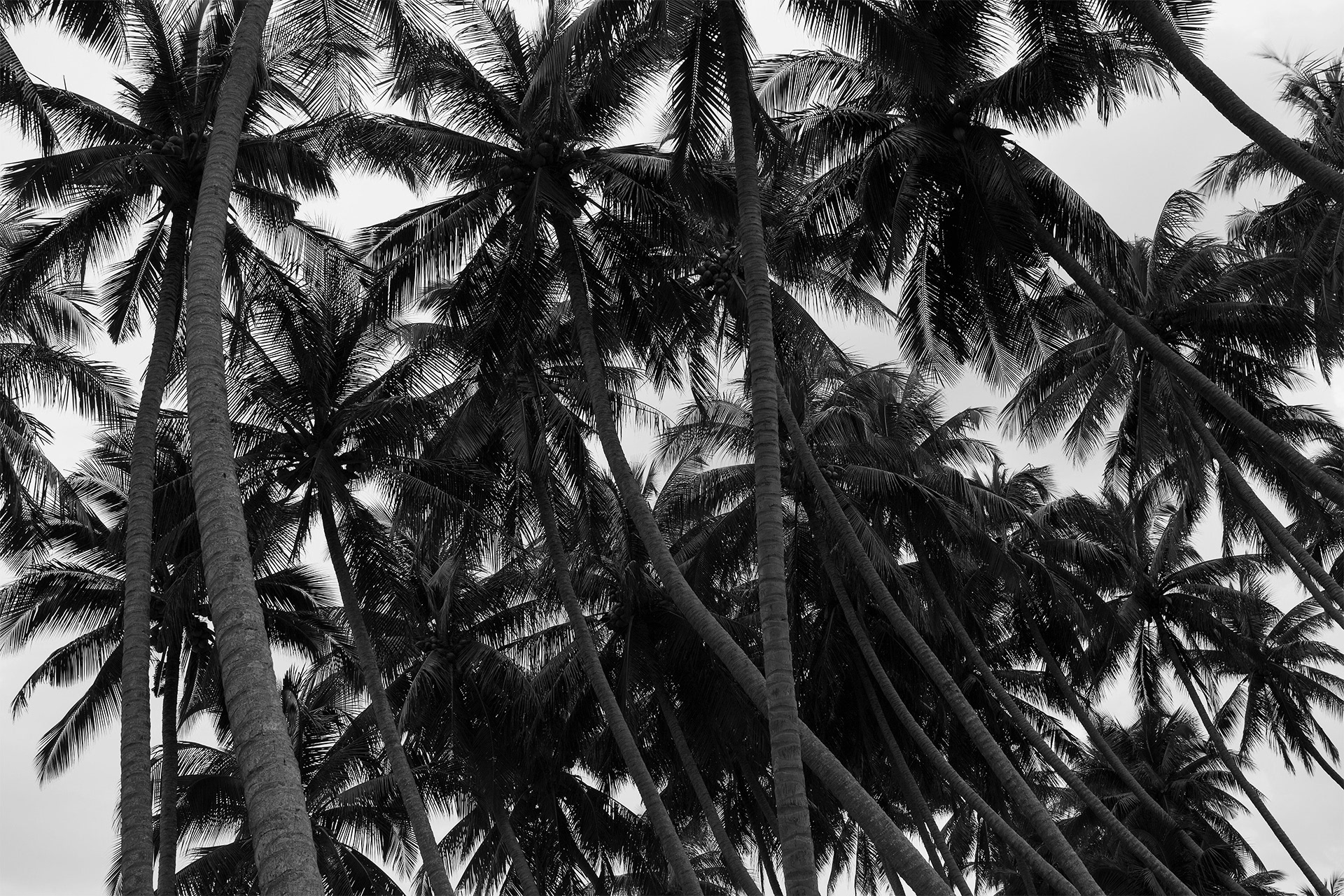Da Nang palms