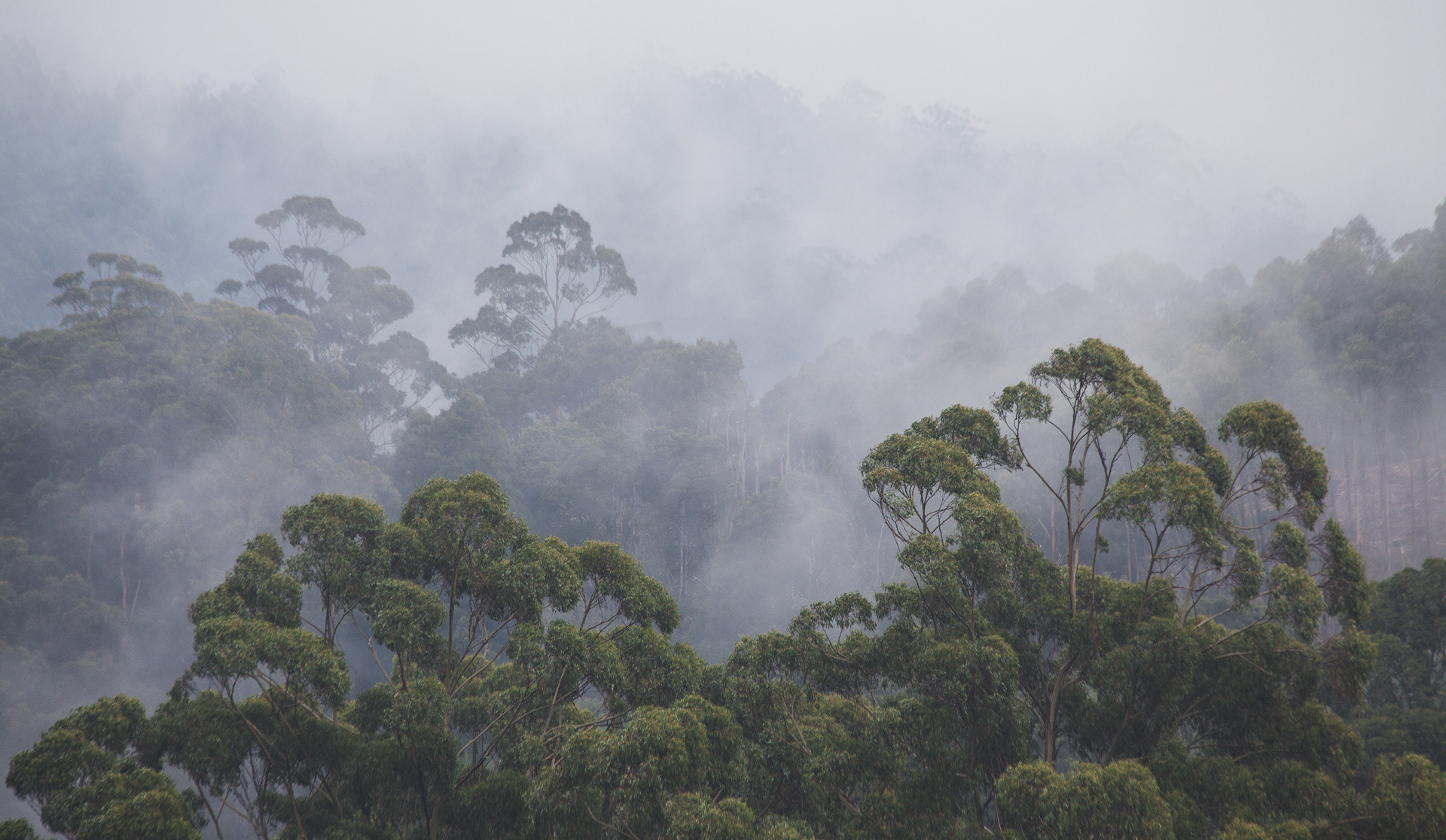 Great Otways Rainforests