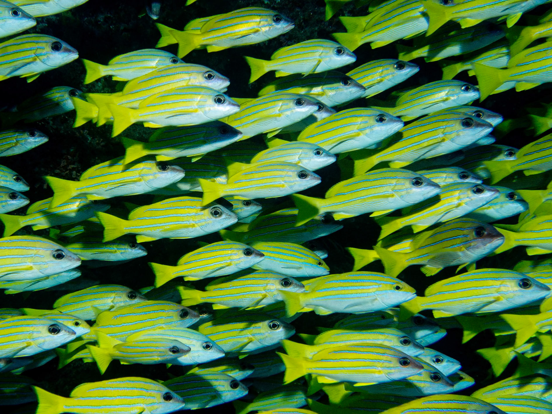 Blue striped snapper, Lutjanus kasmira