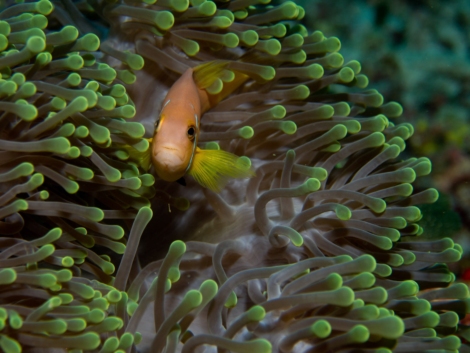 Maldives Anemonefish, Amphiprion nigripes