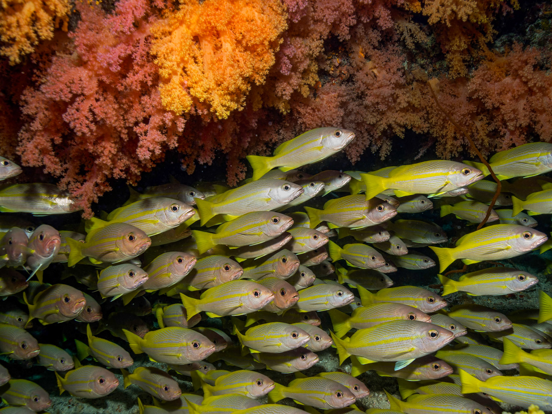 Bigeye snapper, Lutjanus lutjanus