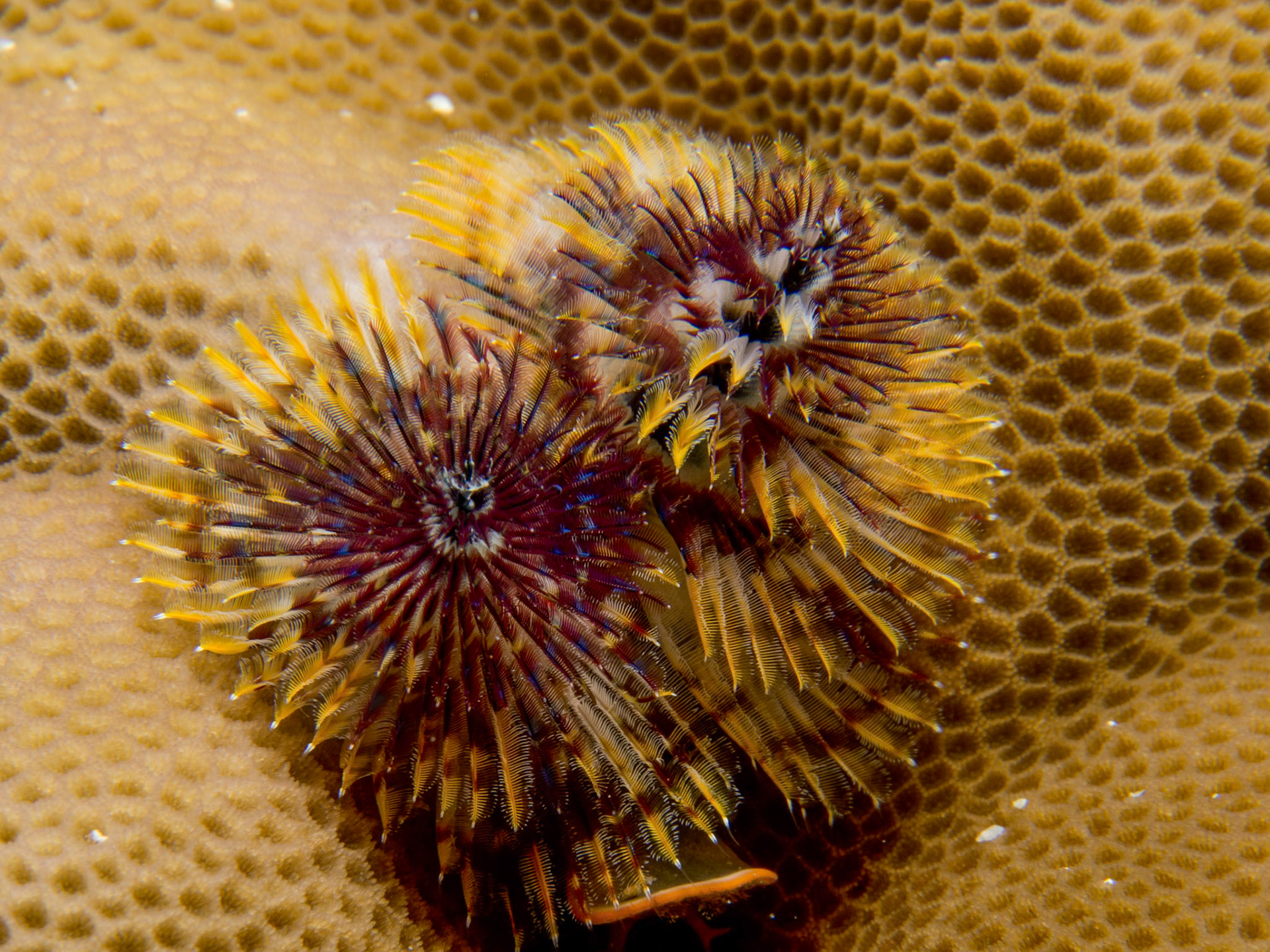 Christmas tree worm, Spirobranchus giganteus