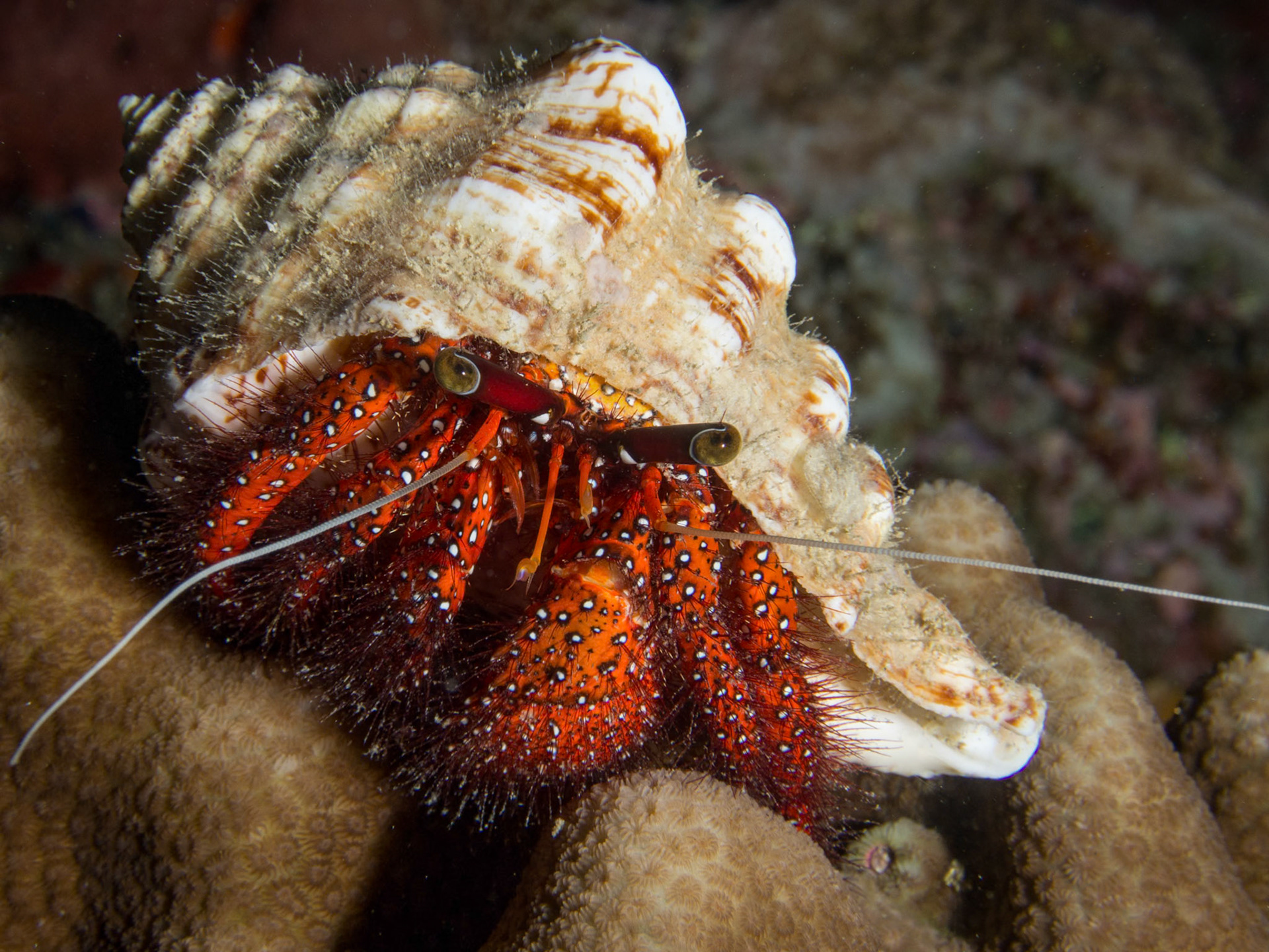 Hermit crab, Dardanus megistos
