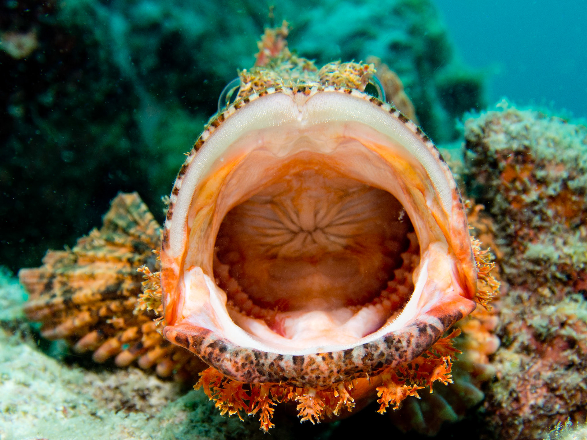 Raggy scorpionfish, Scorpaenopsis venosa