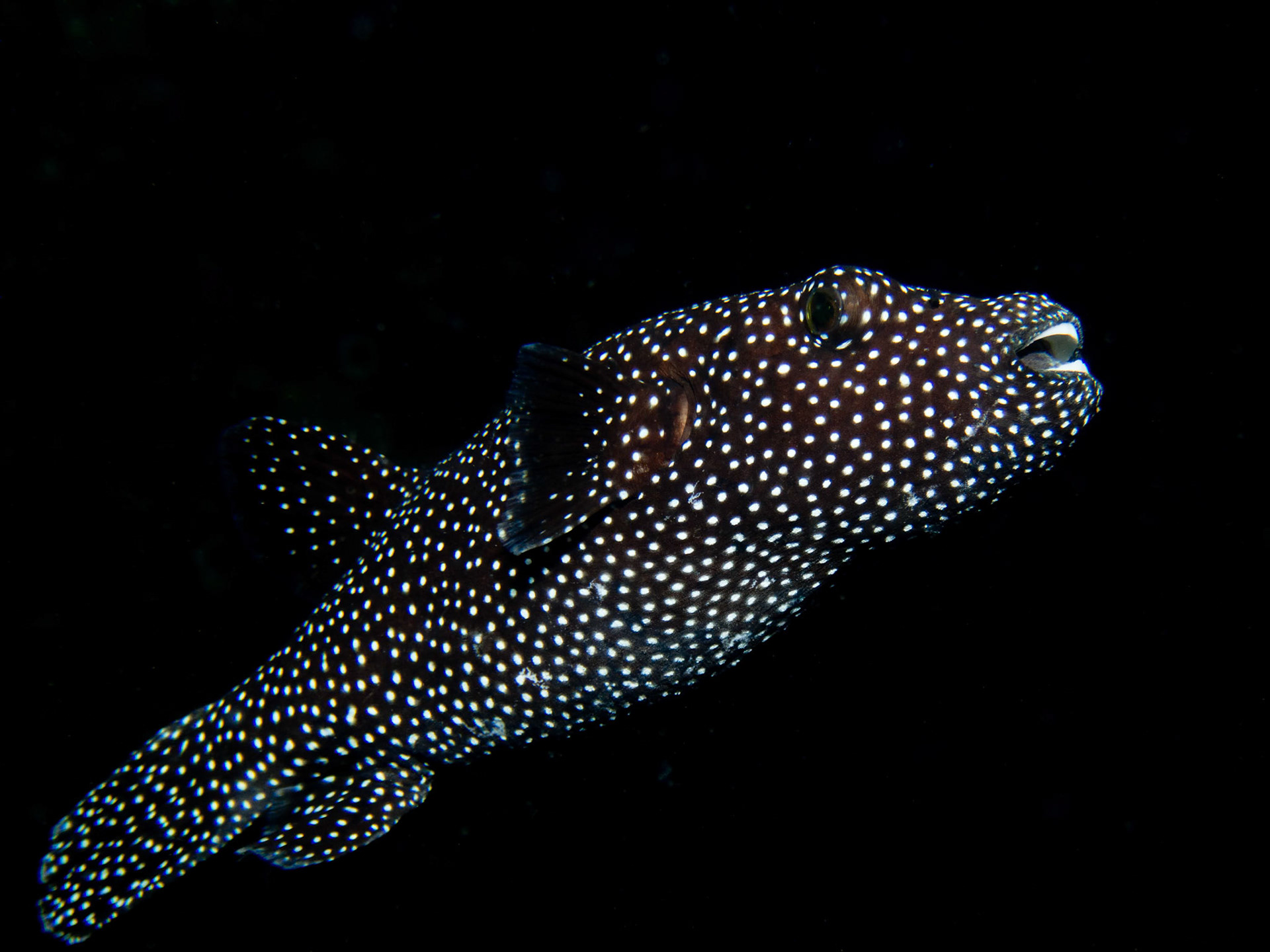 Guineafowl puffer, Arothron meleagris