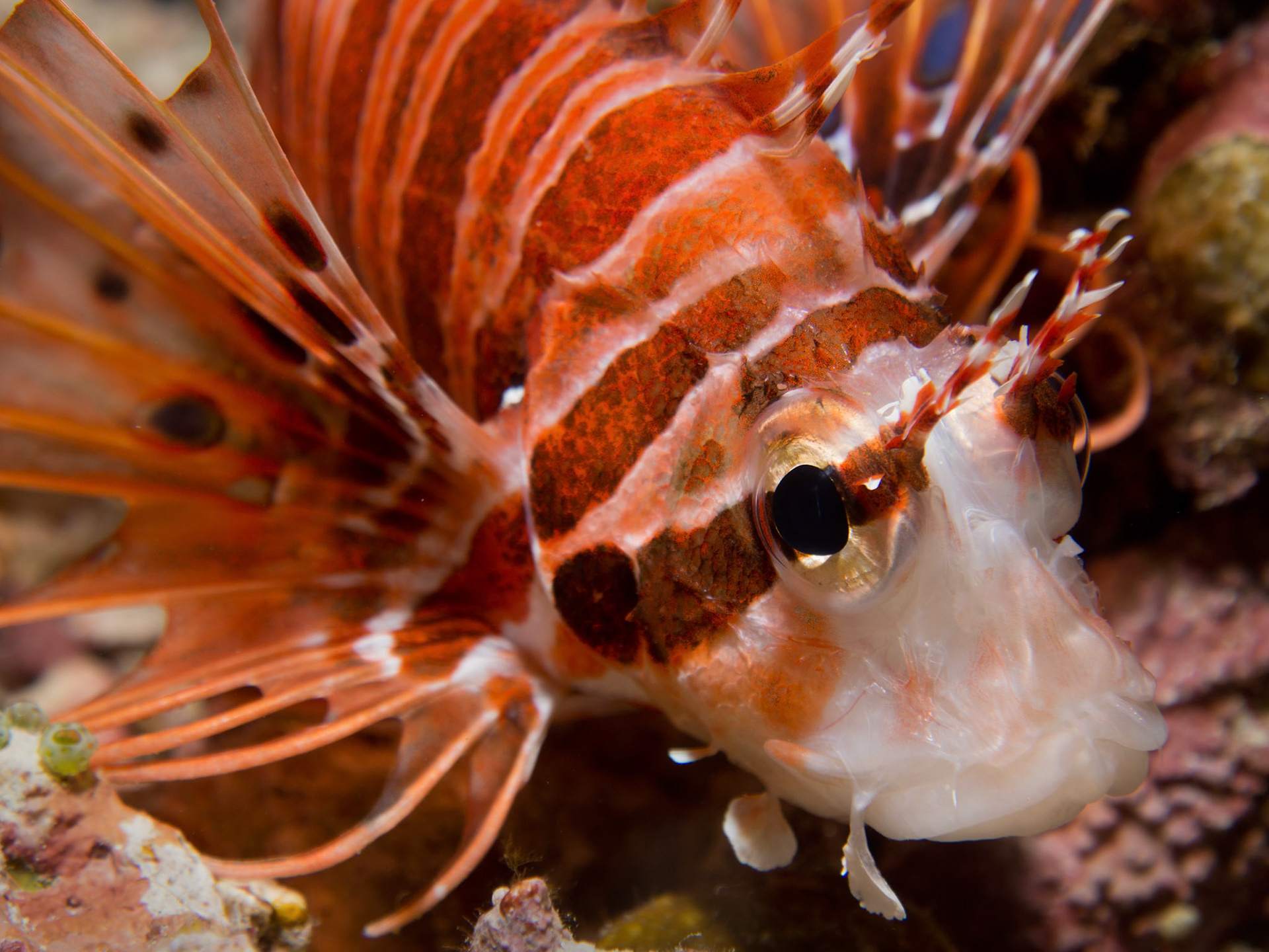 Spotfin lionfish, Pterois antennata