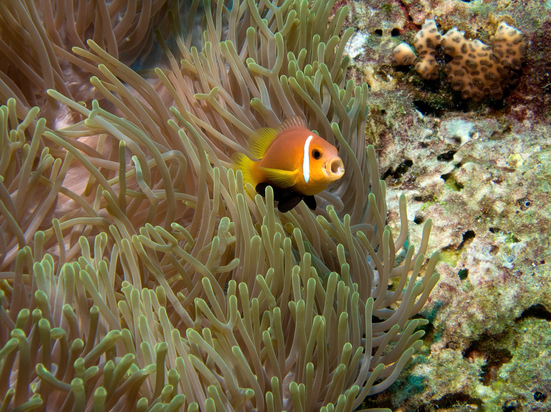 Maldives Anemonefish, Amphiprion nigripes