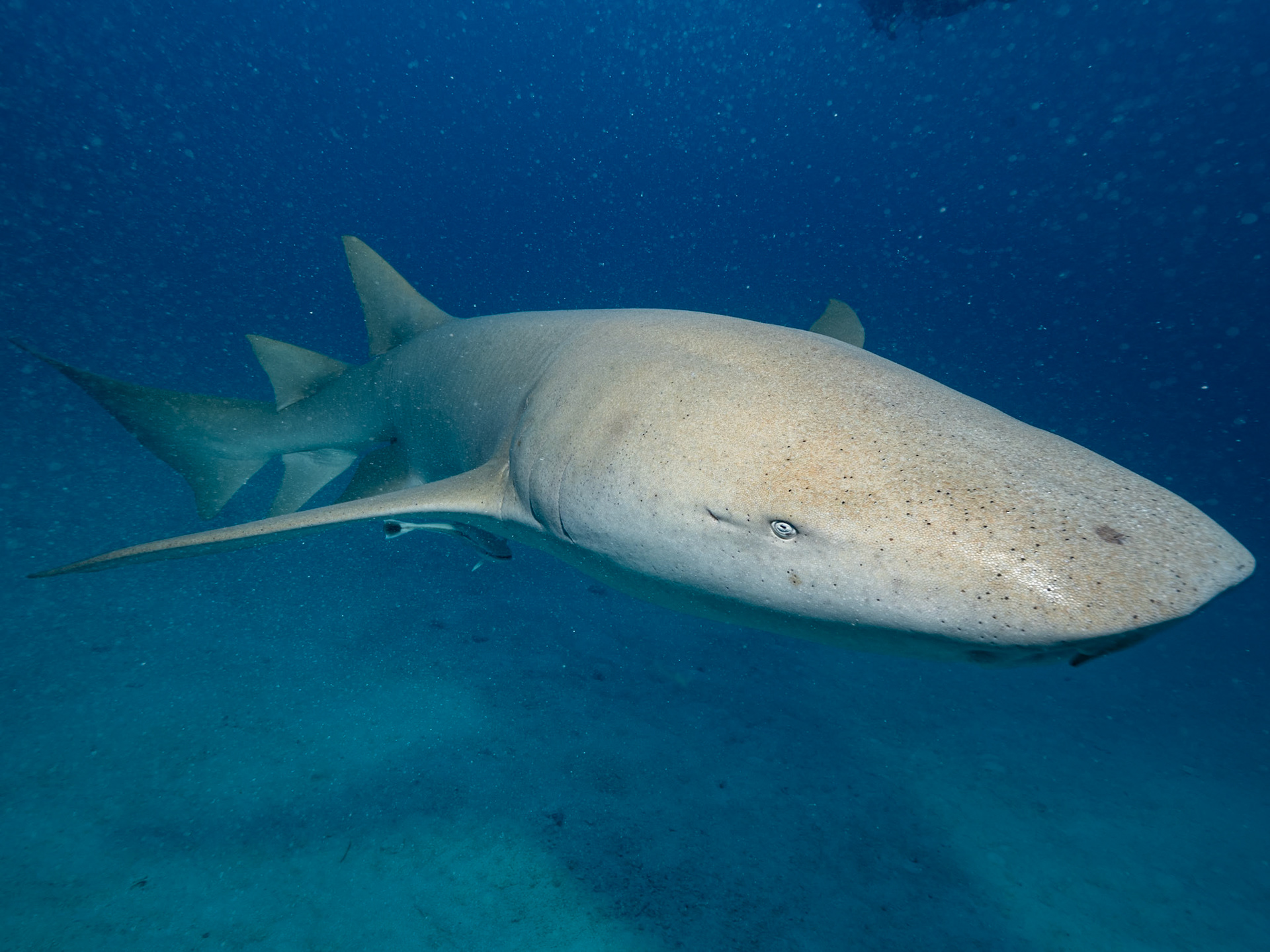 Tawny nurse shark, Nebrius ferrugineus