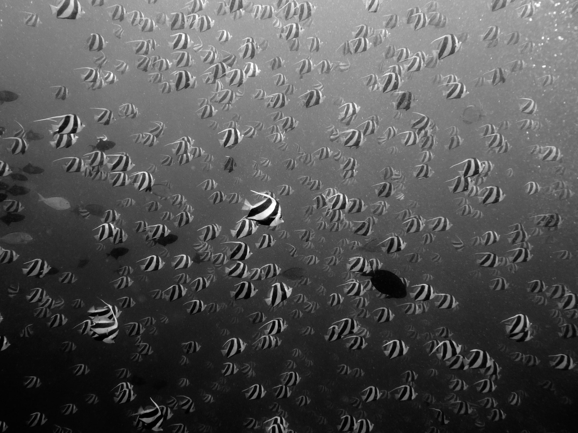 Longfin bannerfish, Heniochus acuminatus