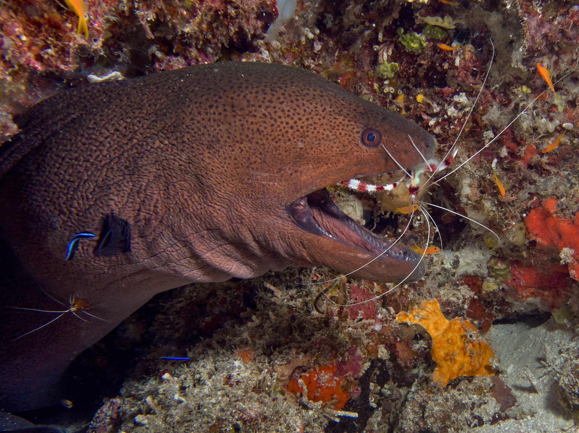 Giant moray, Gymnothorax javanicus with Cleaner shrimp, Stenopus hispidus