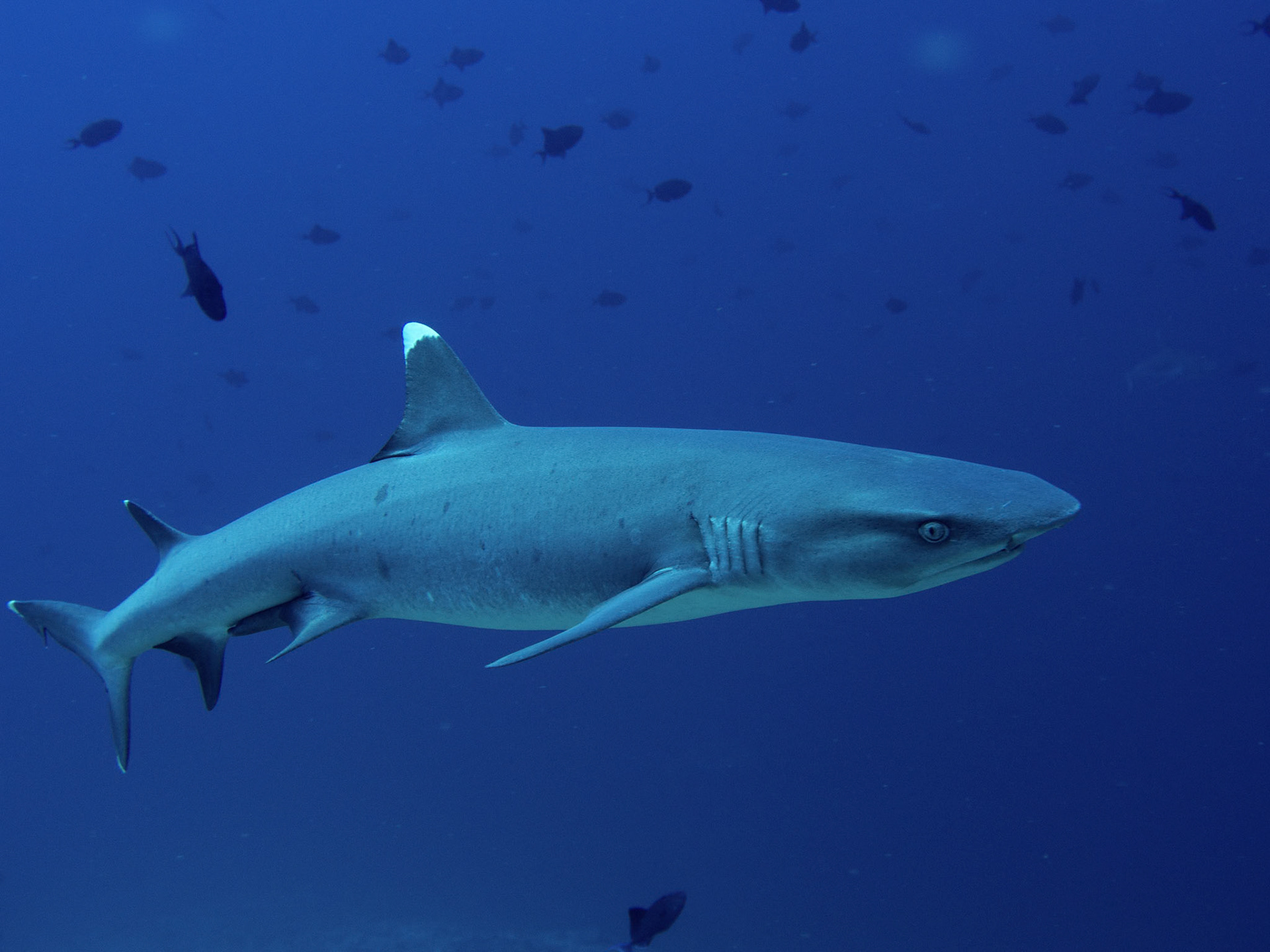 Whitetip reef shark, Triaenodon obesus