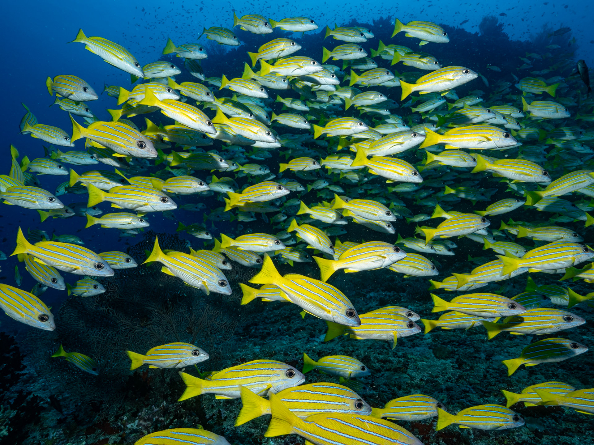 Blue striped snapper, Lutjanus kasmira