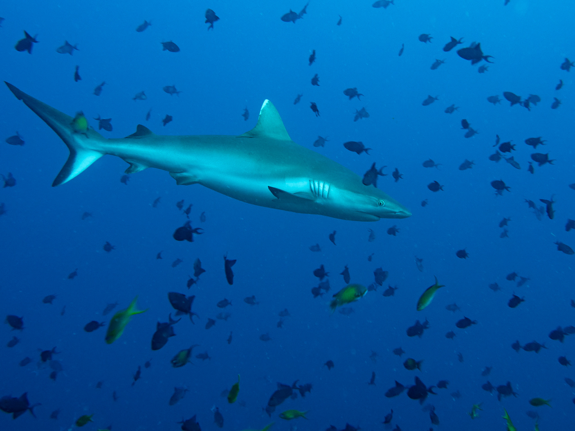 Grey reef shark, Carcharhinus amblyrhynchos