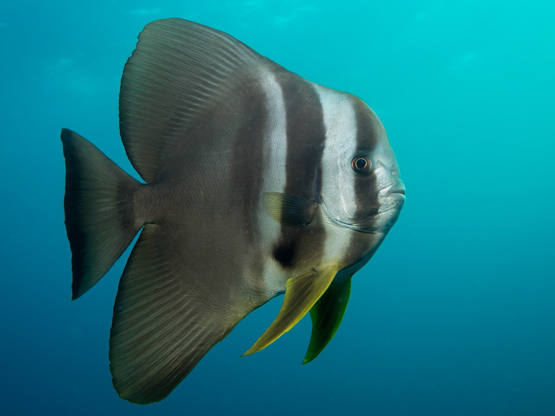 Teira batfish, Platax teira