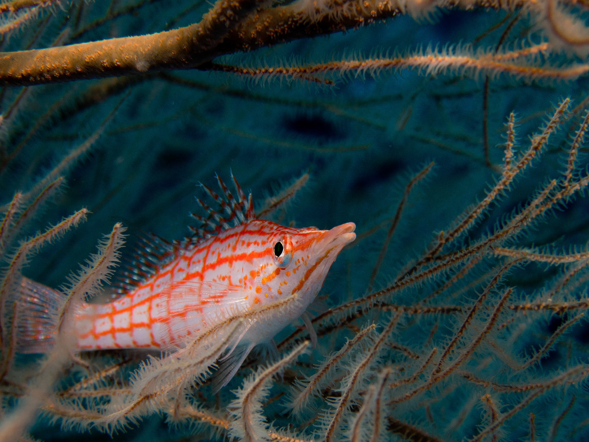 Longnose hawkfish, Oxycirrhites typus