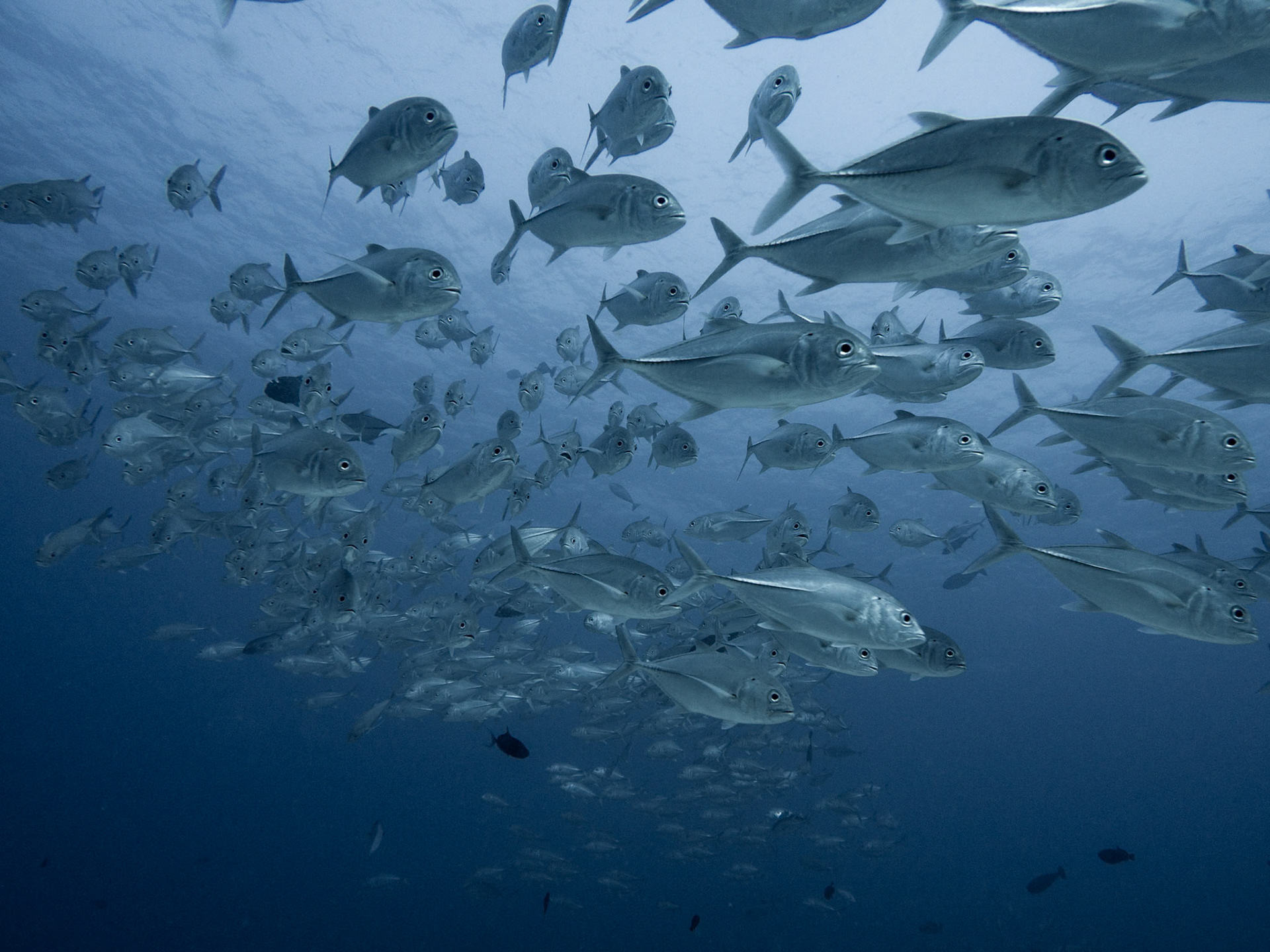 Bigeye trevally, Caranx sexfasciatus