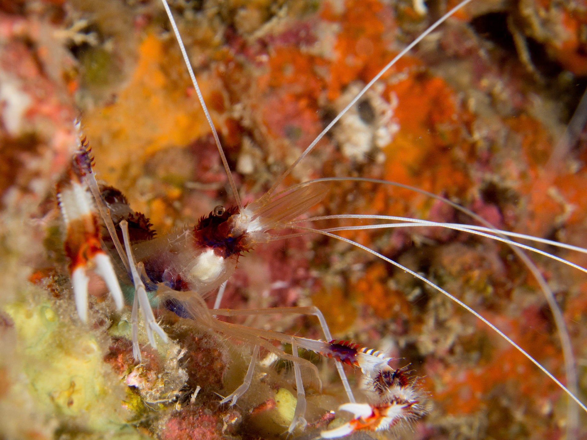 Cleaner shrimp, Stenopus hispidus