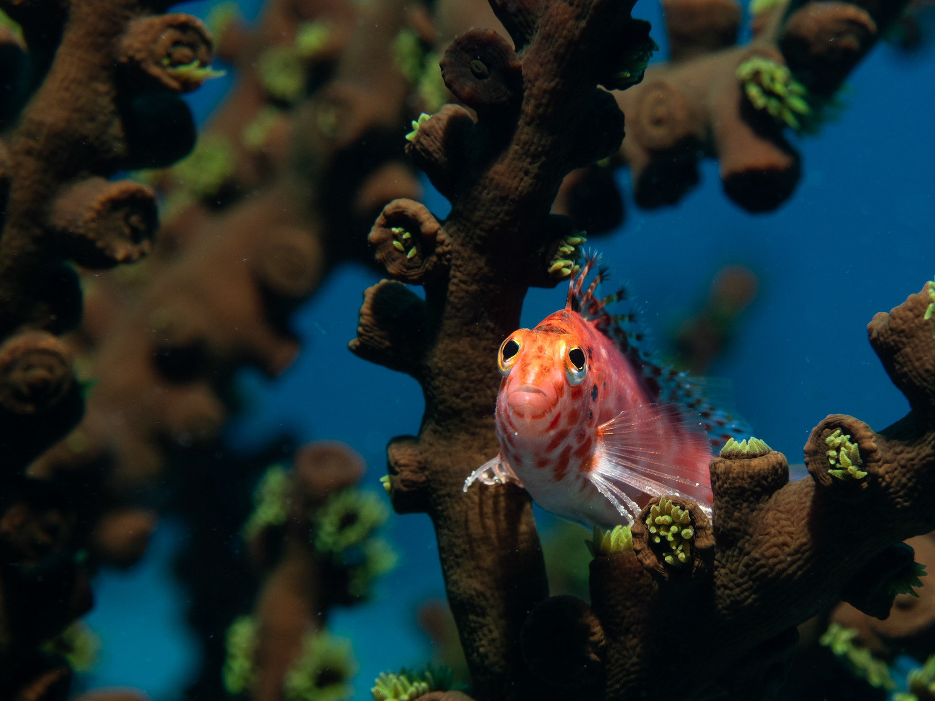 Pixy hawkfish, Cirrhitichthys oxycephalus