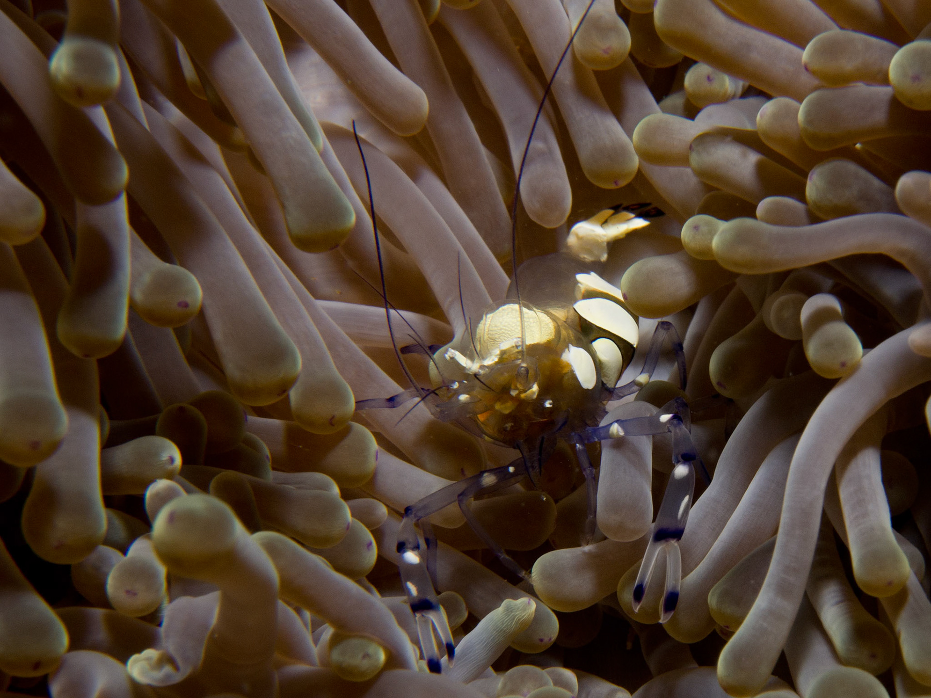 Anemone shrimp, Periclimenes brevicarpalis