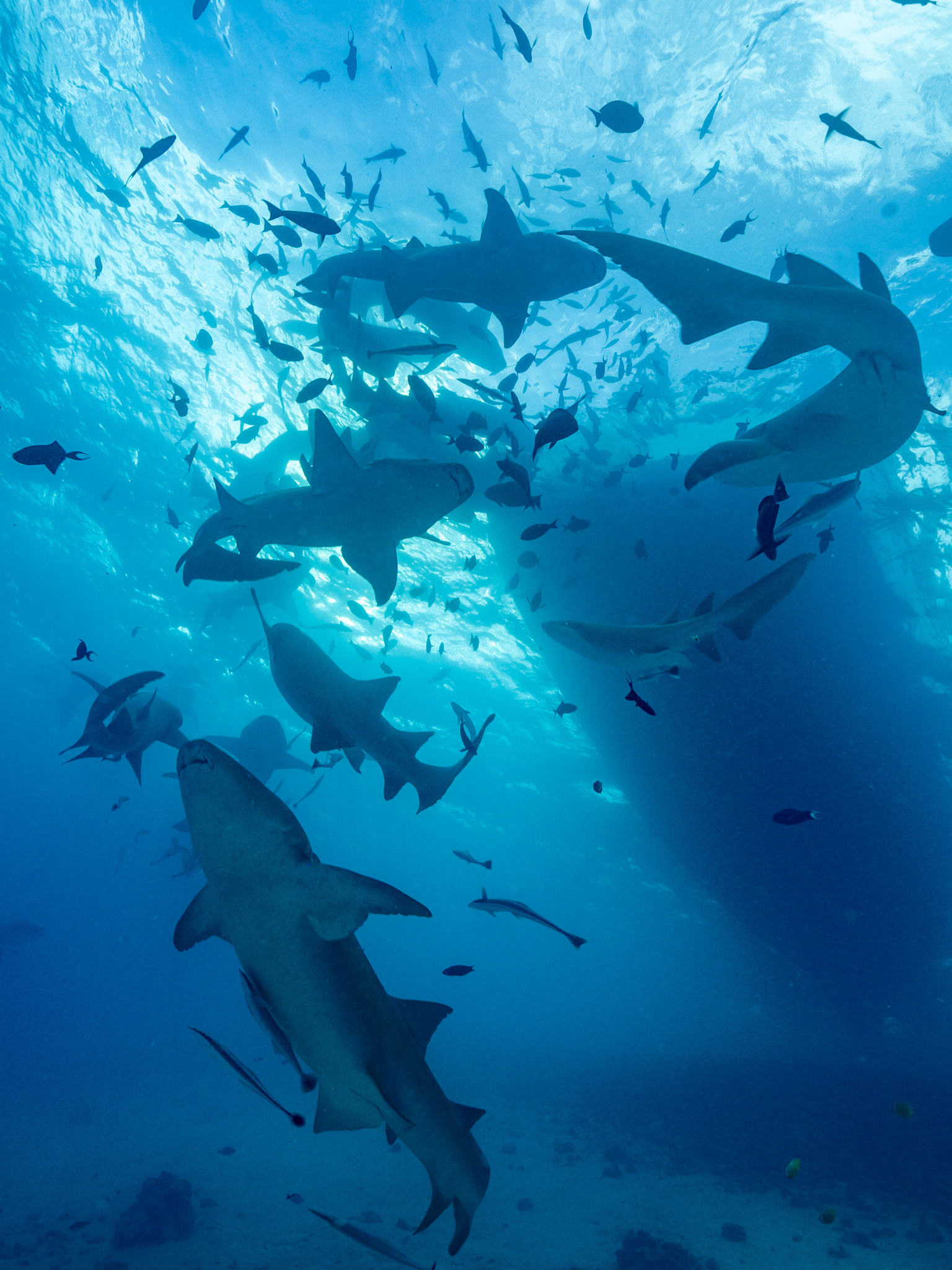Tawny nurse shark, Nebrius ferrugineus