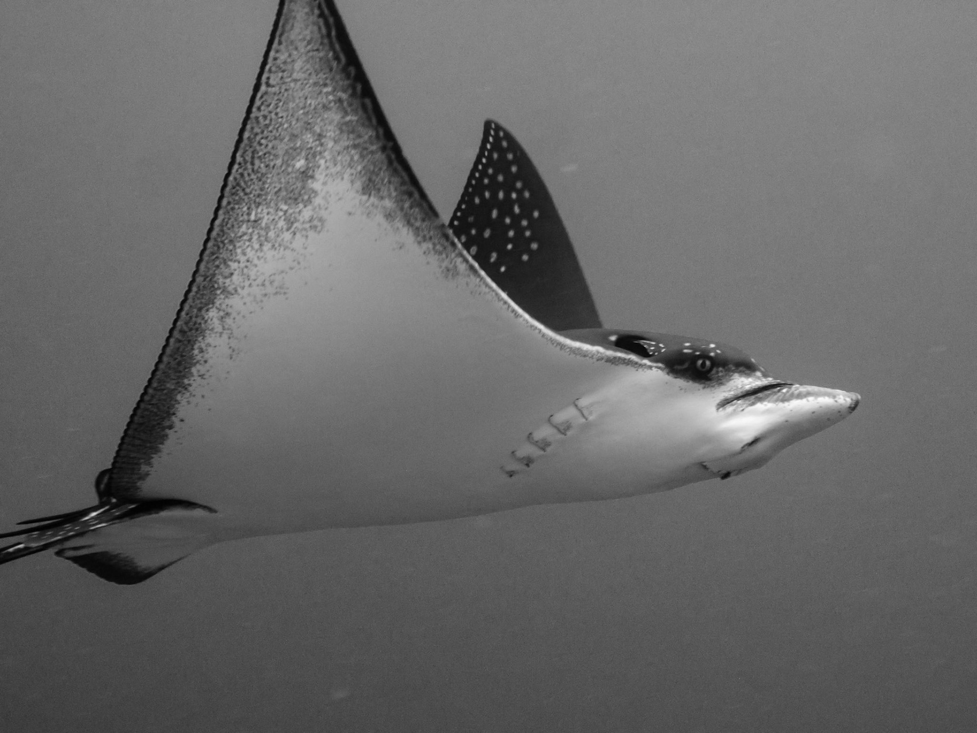 Spotted eagle ray, Aetobatus narinari