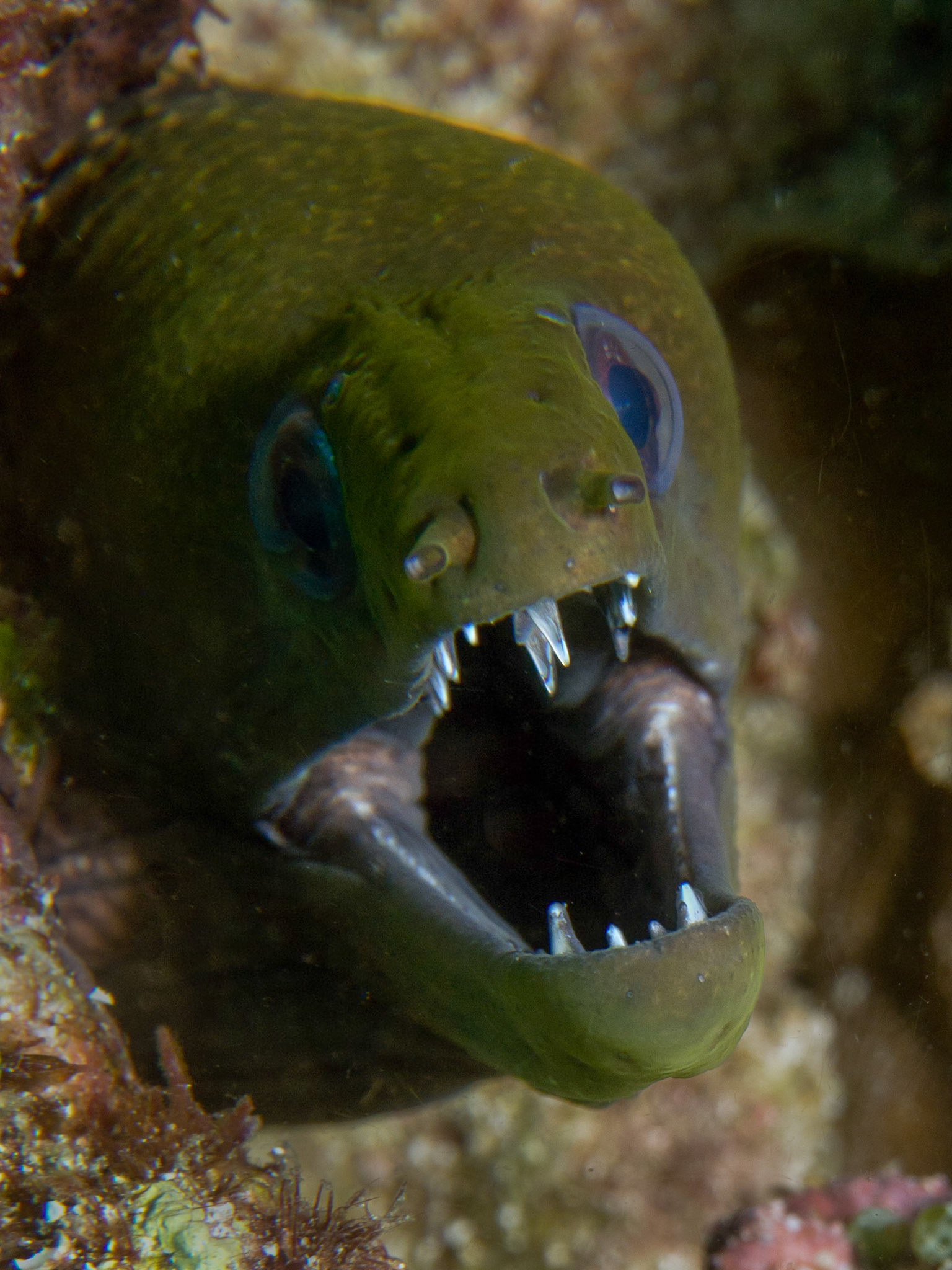 Moray