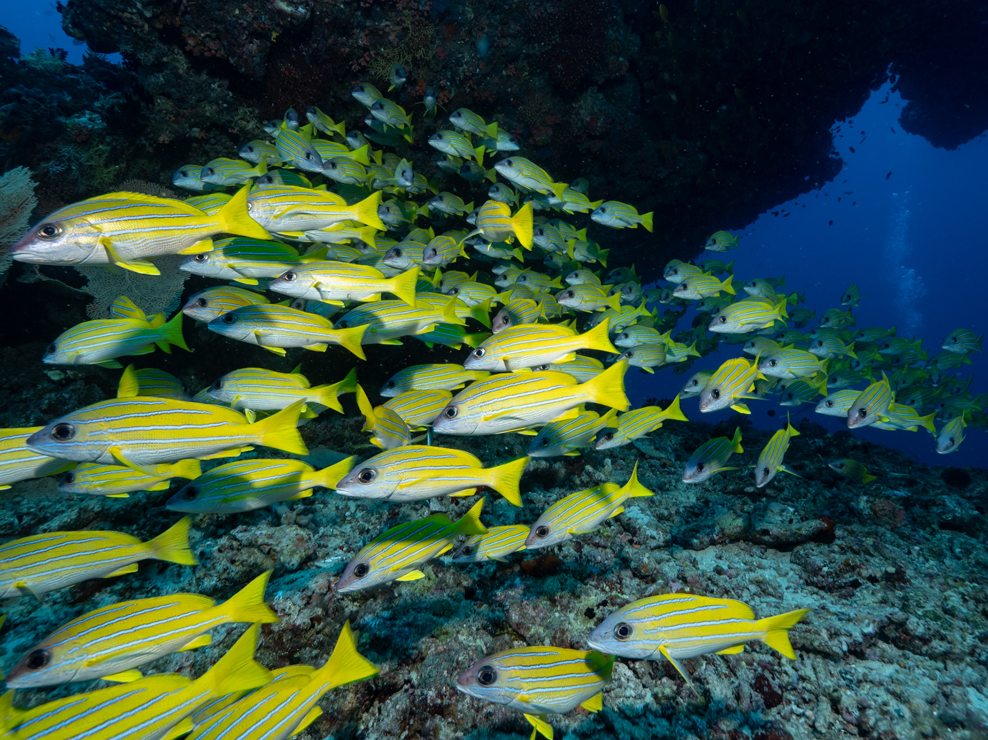 Blue striped snapper, Lutjanus kasmira