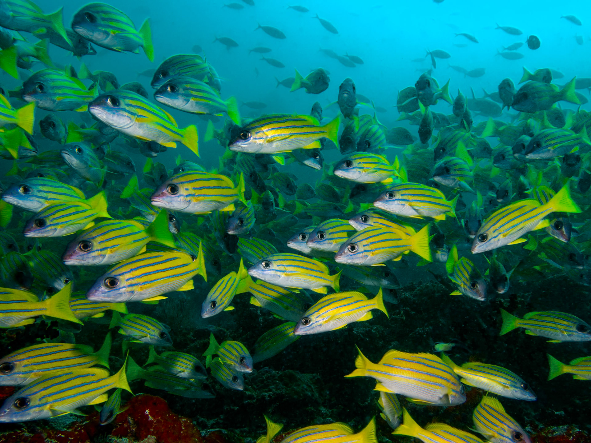 Blue striped snapper, Lutjanus kasmira