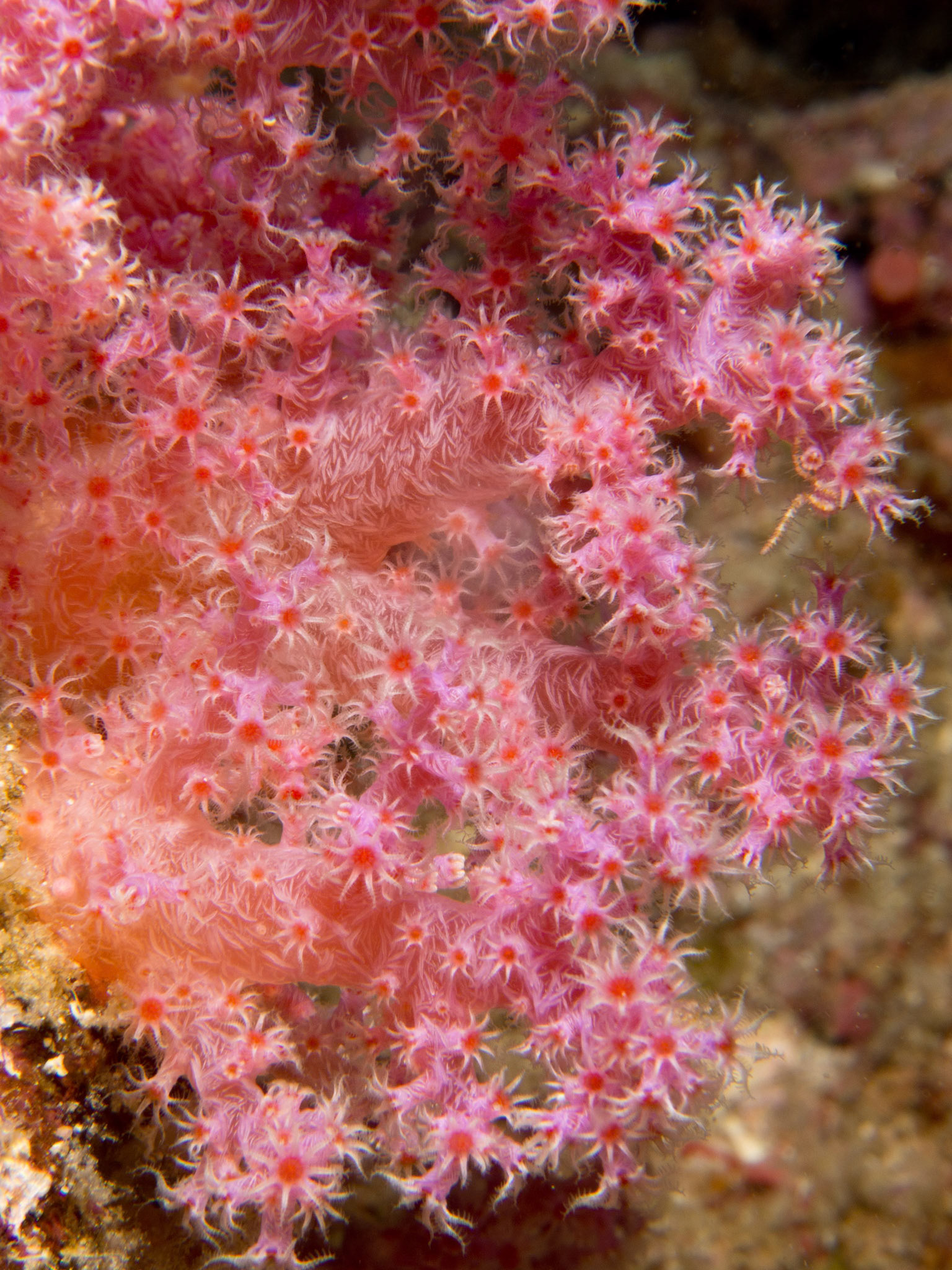 Soft Coral, Dendronephthya sp.