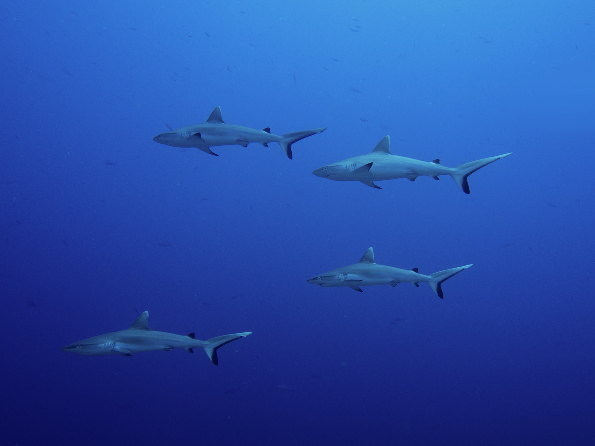 Grey reef shark, Carcharhinus amblyrhynchos