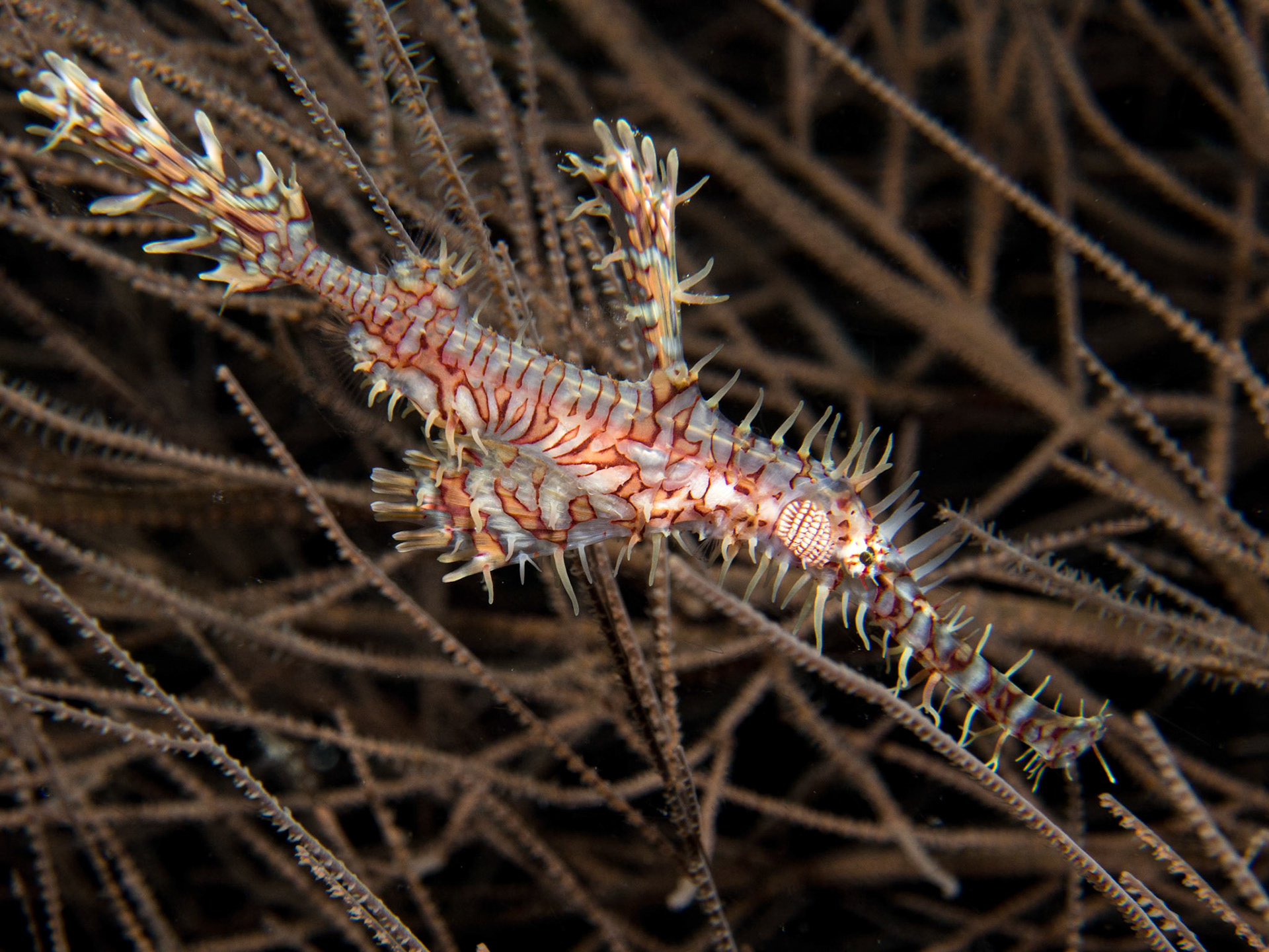 Harlequin ghost pipefish, Solenostomus paradoxus