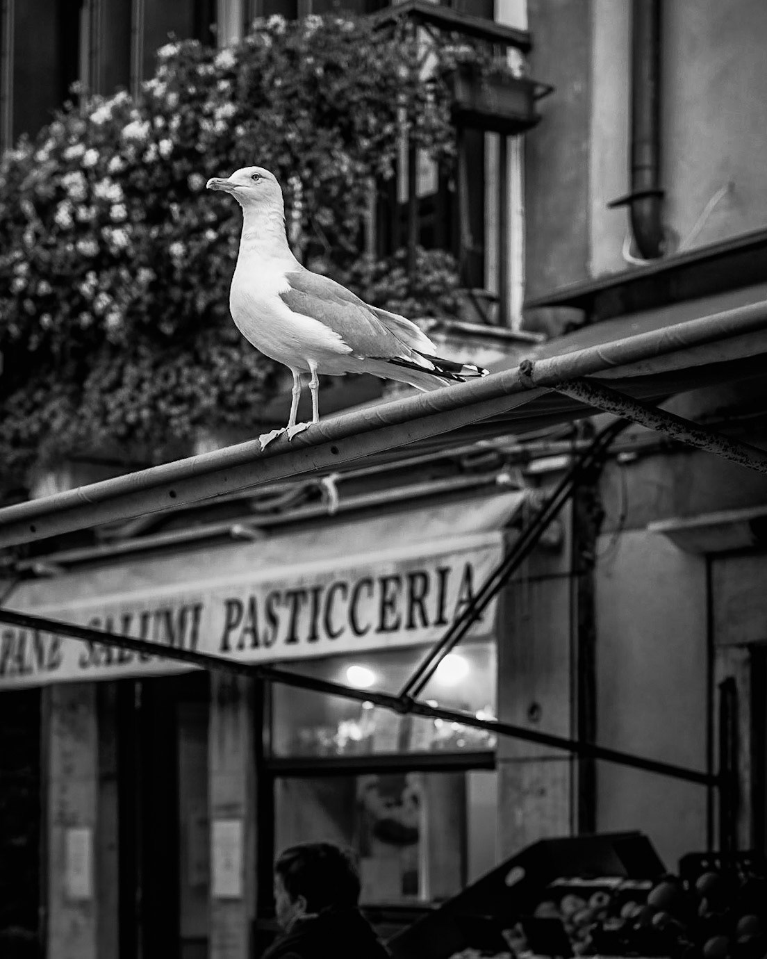 Venezia
