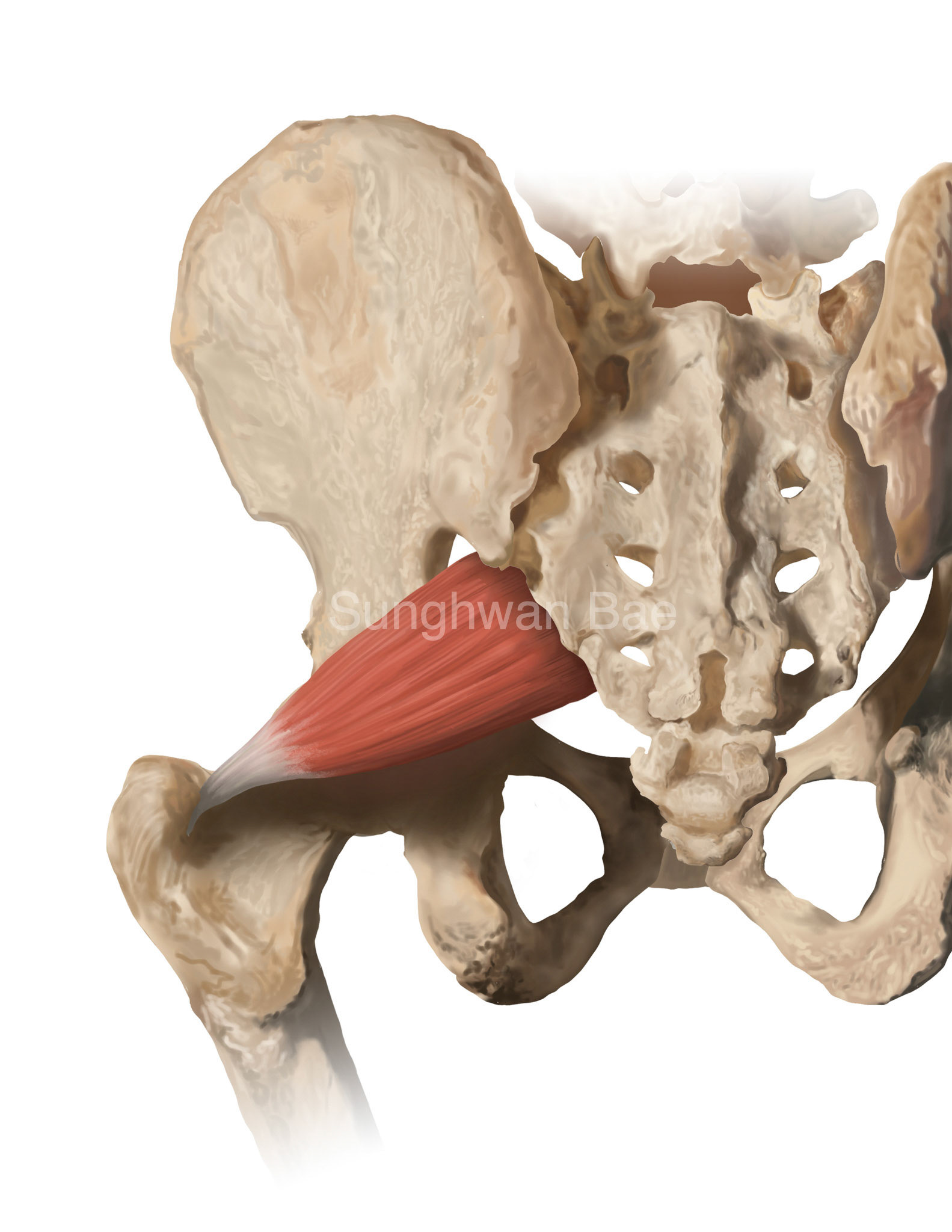 anatomical drawing of muscles and bone
