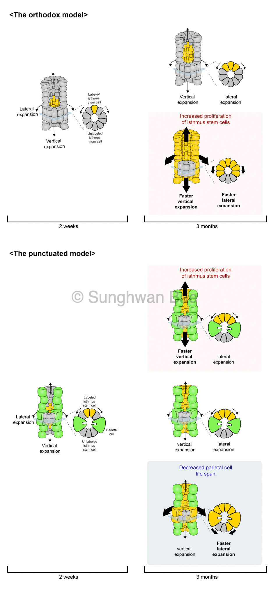 Scientific illustration for Dr.Seungmin Han