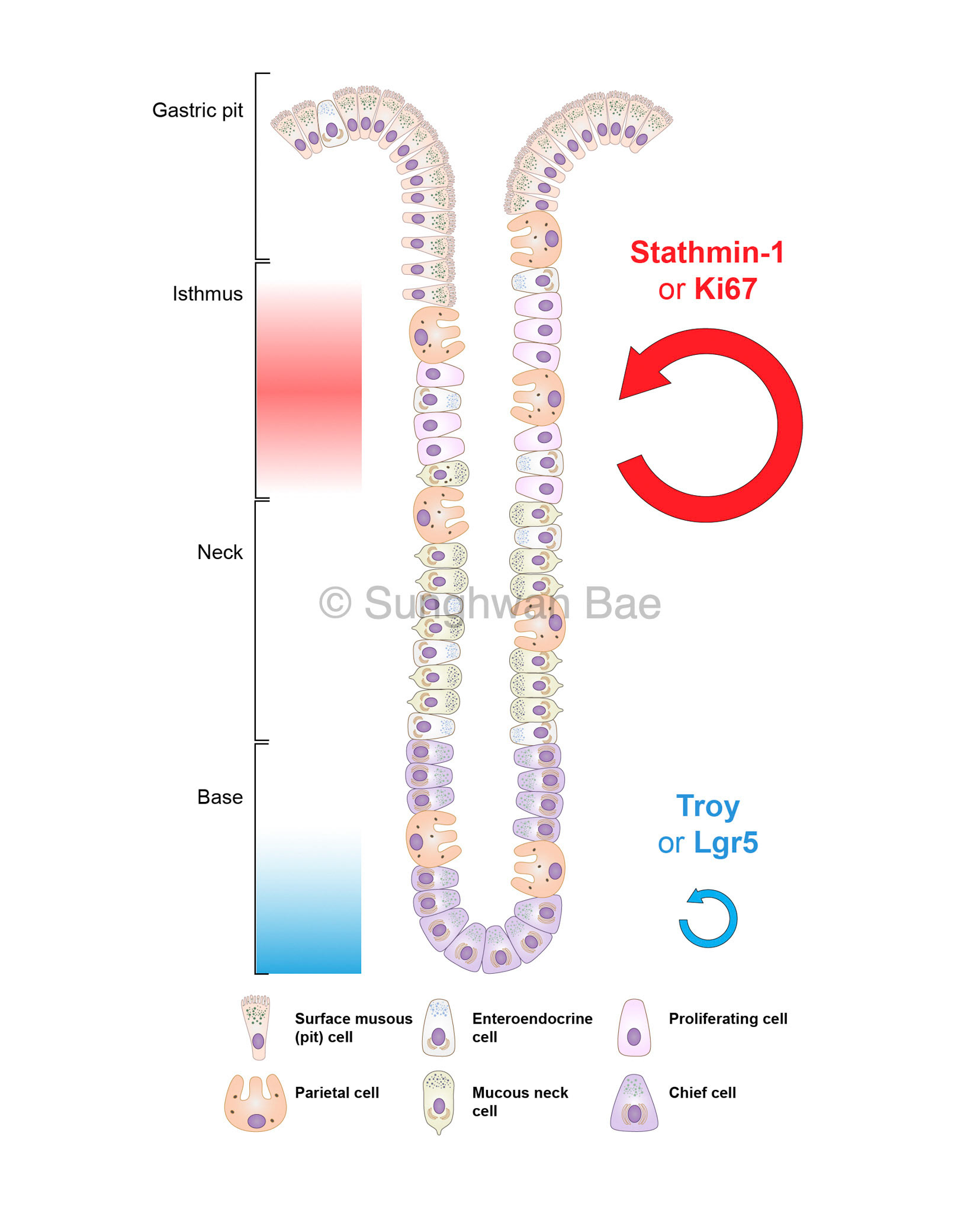 Scientific illustration for Dr.Seungmin Han