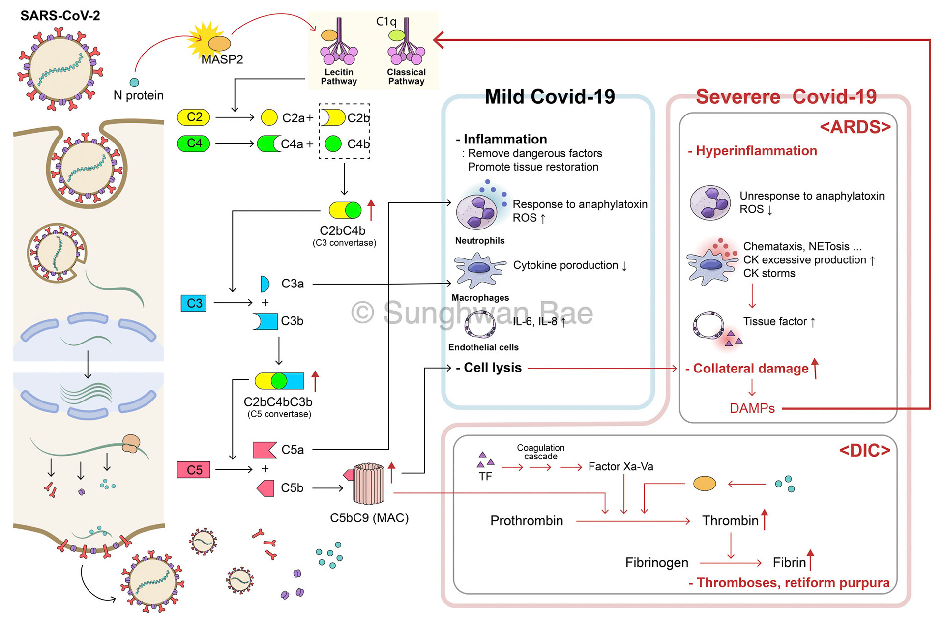 Complement system and Covid-19 patients