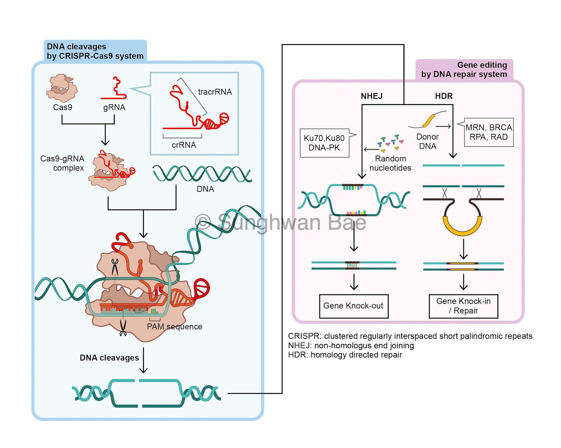 Crisprcas9