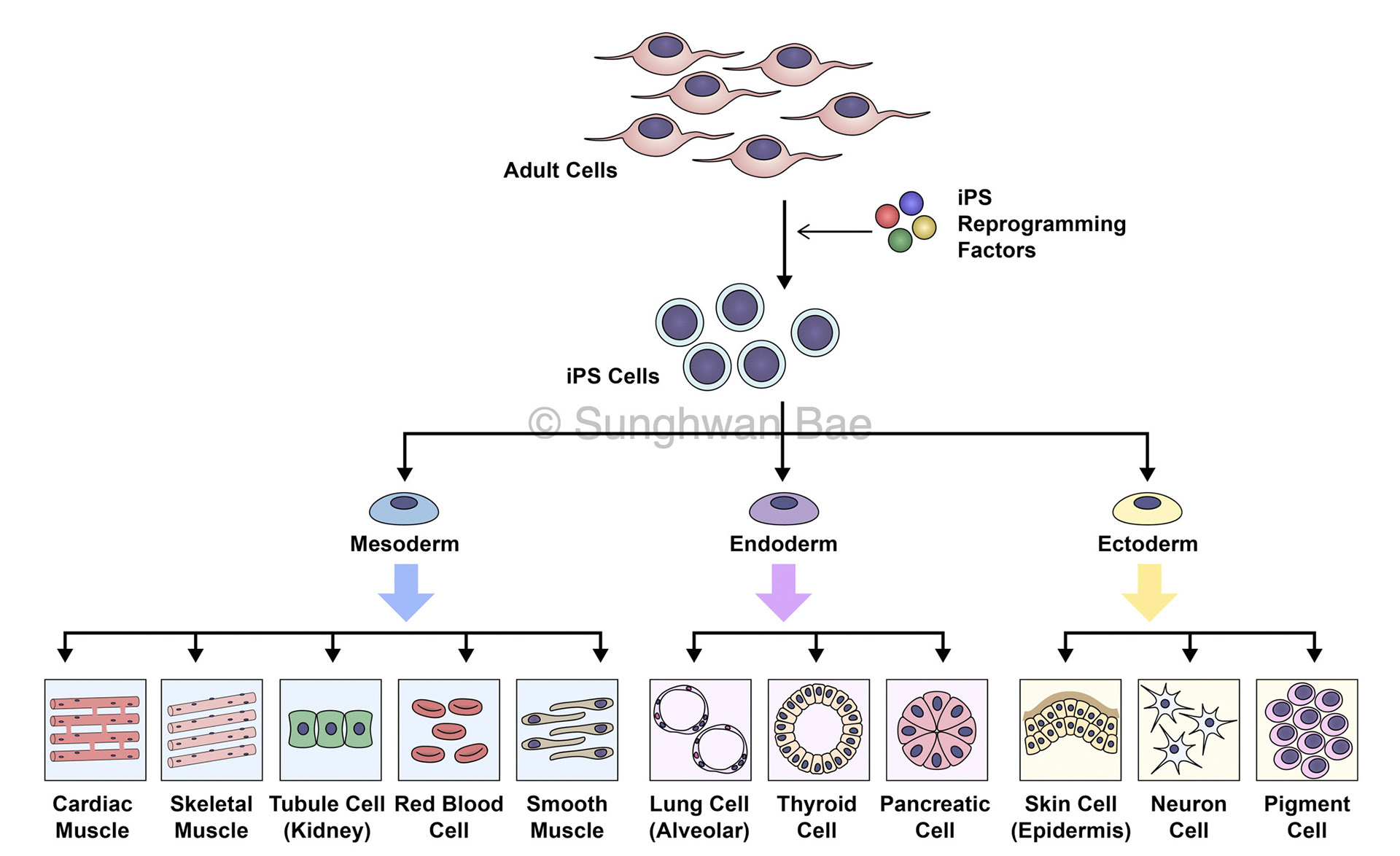 Scientific illustration for Dr.Do Won Hwang