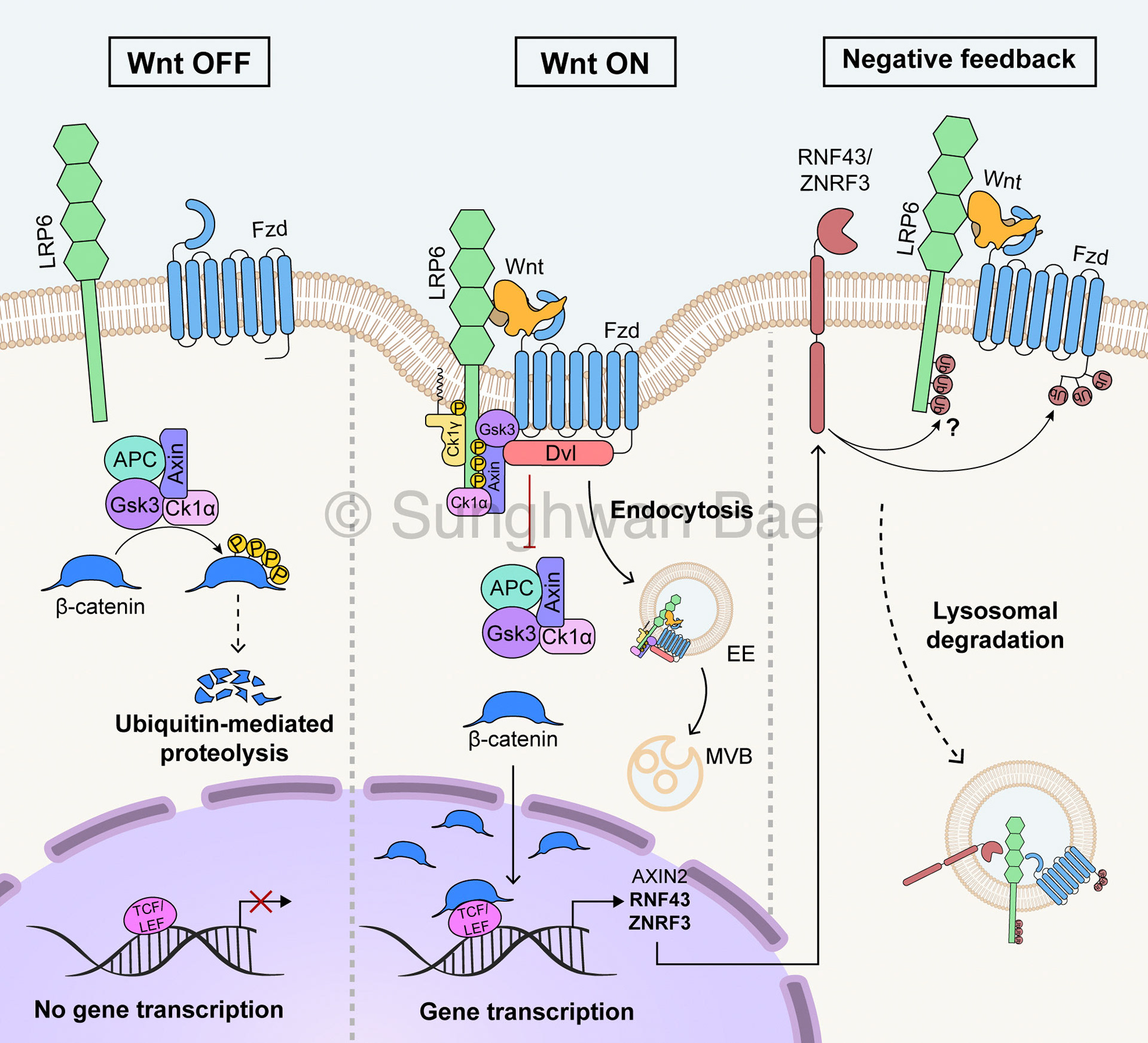 Scientific illustration for Dr.Gabriele Colozza
