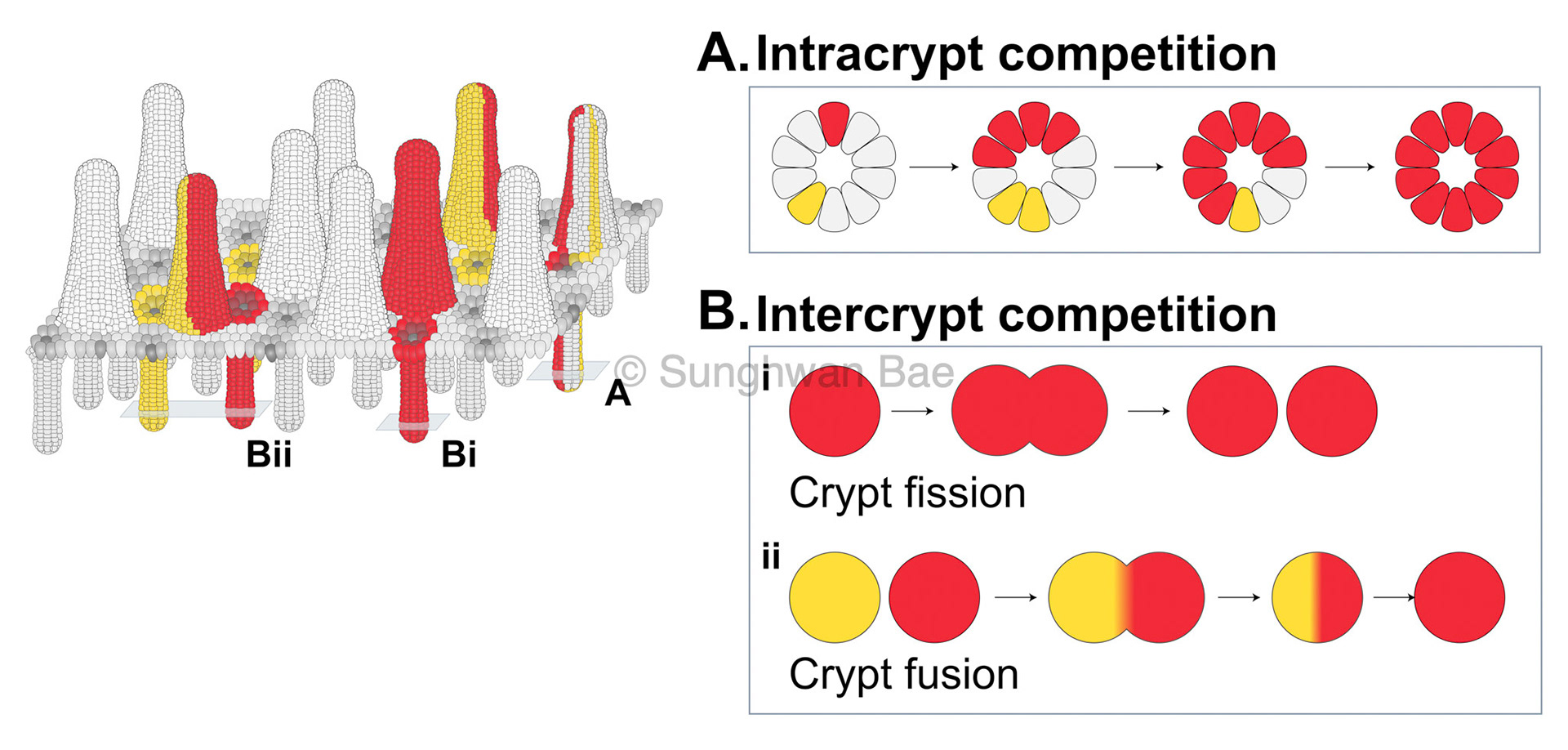 Scientific illustration for Dr.Bon-Kyoung Koo