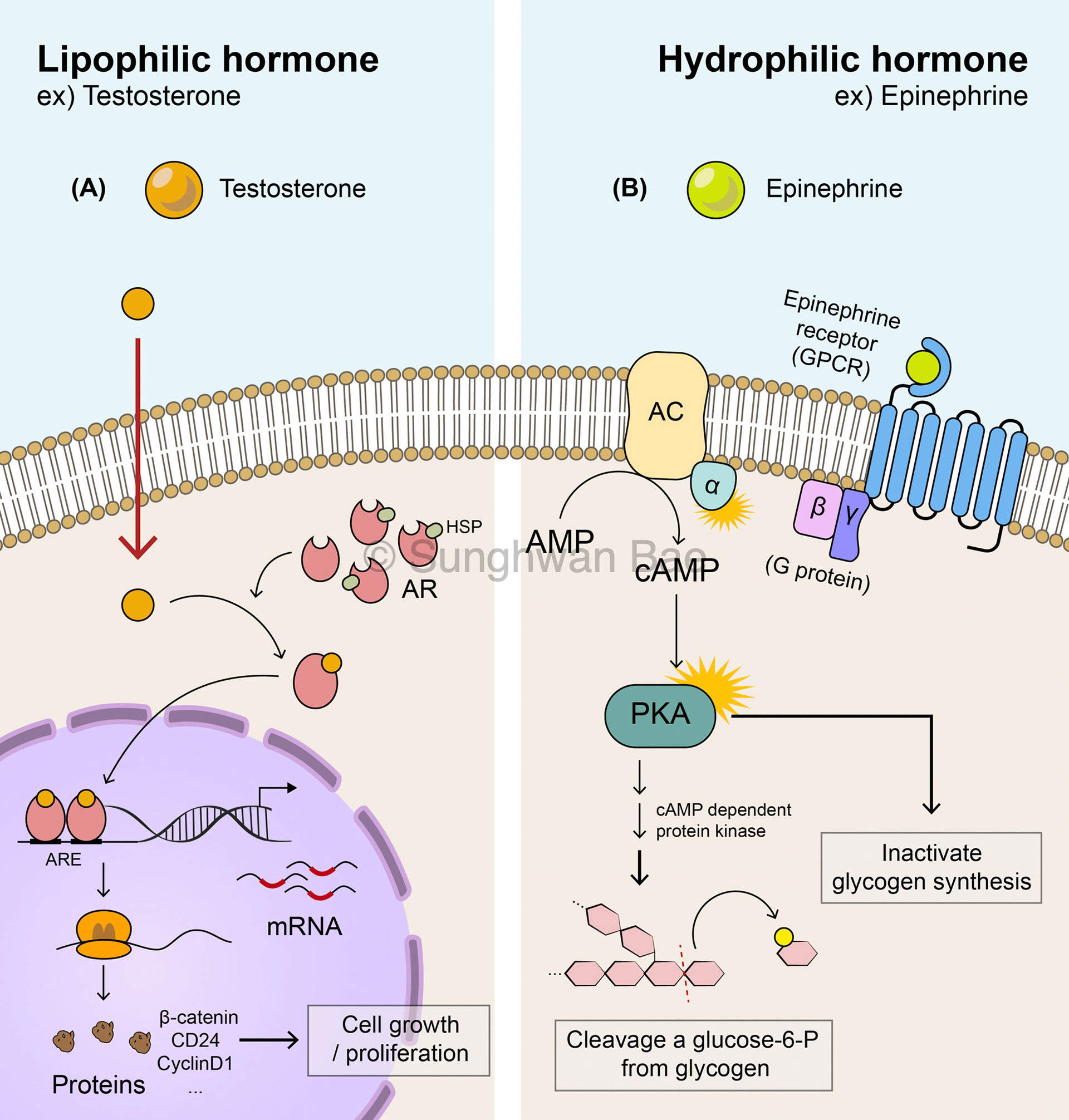 Hormone receptors