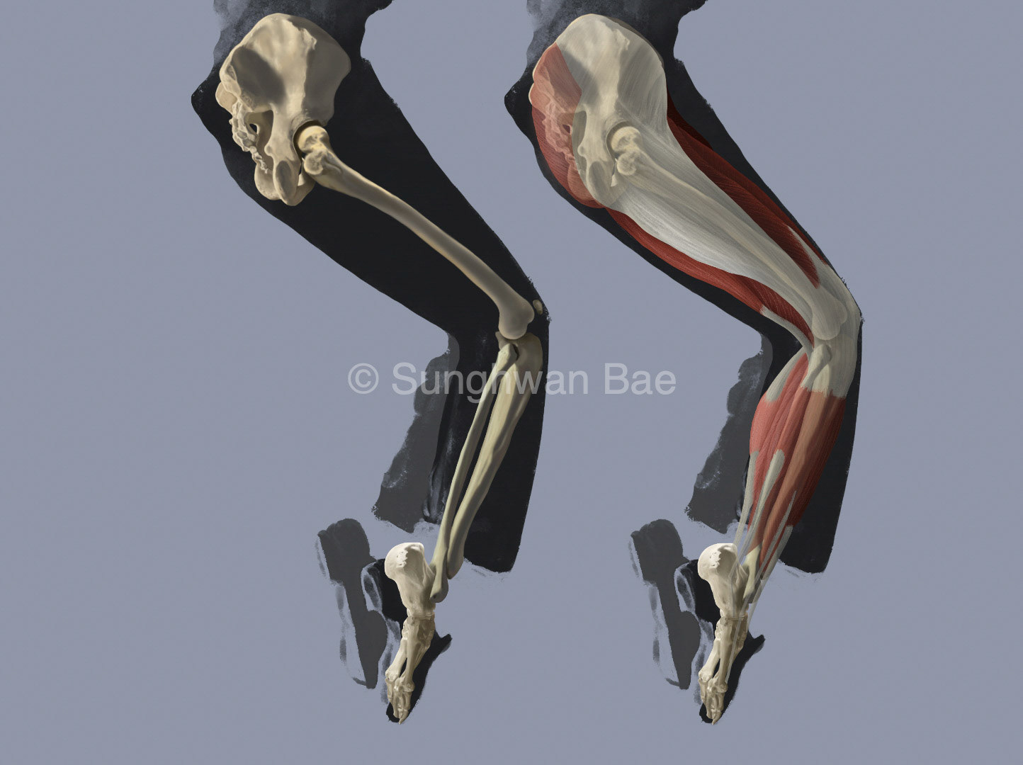 bone and muscles of lower limbs